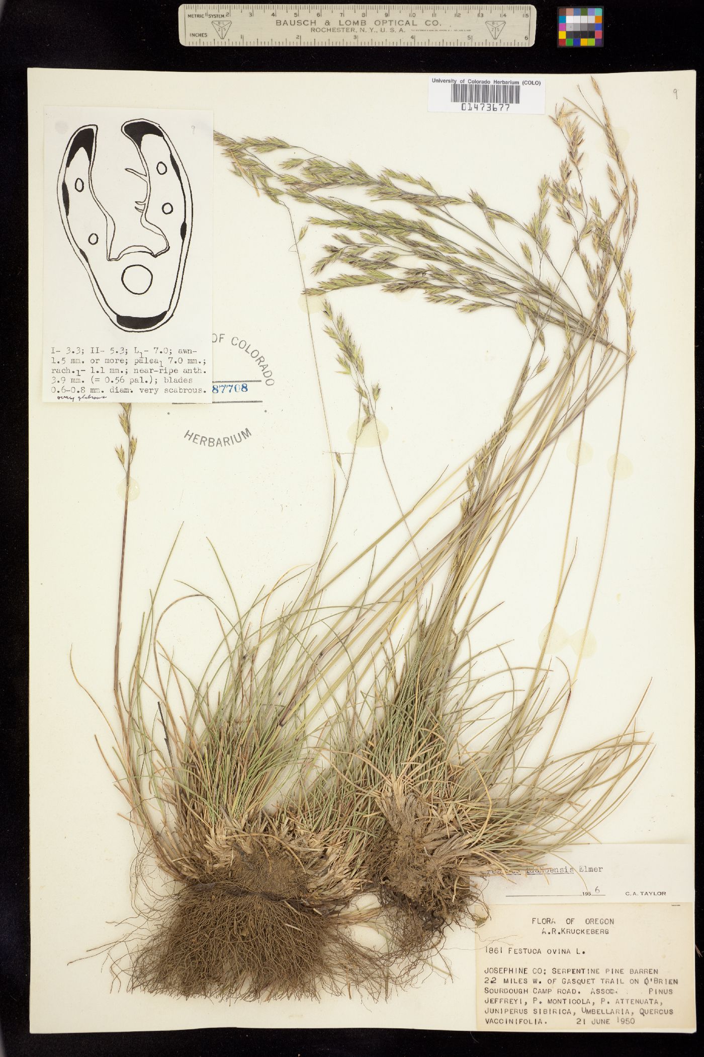 Festuca idahoensis image