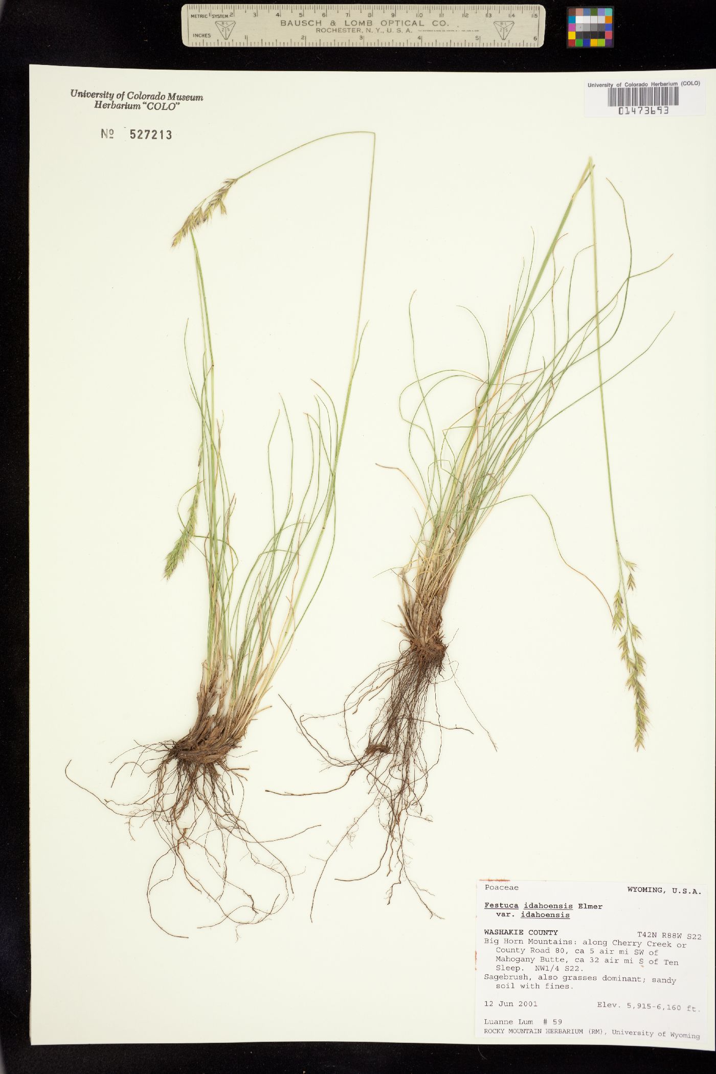 Festuca image