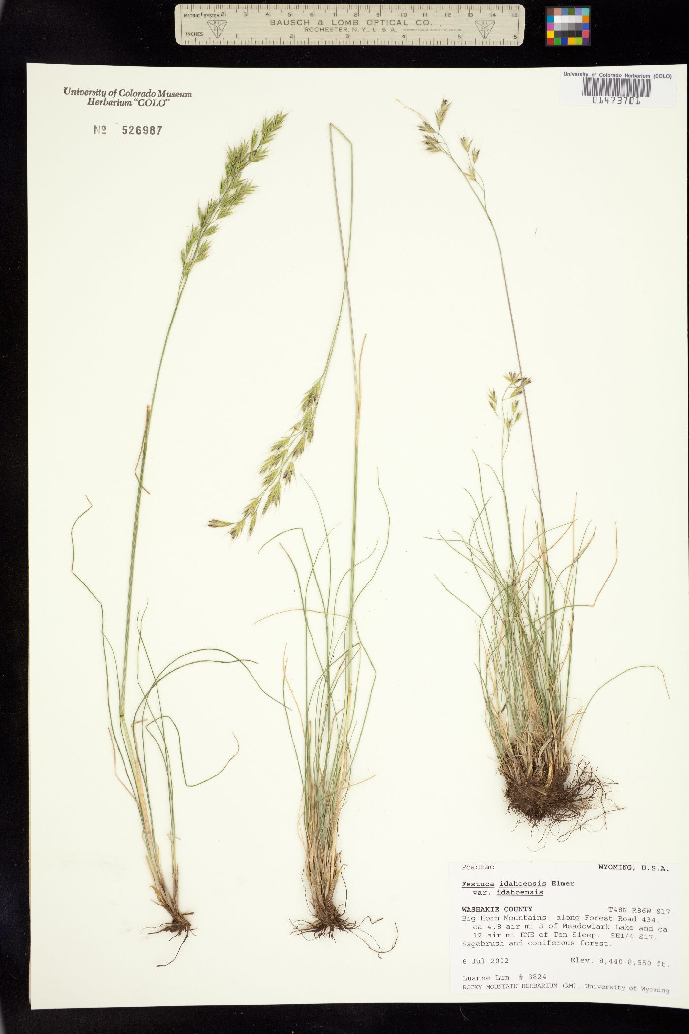 Festuca idahoensis image