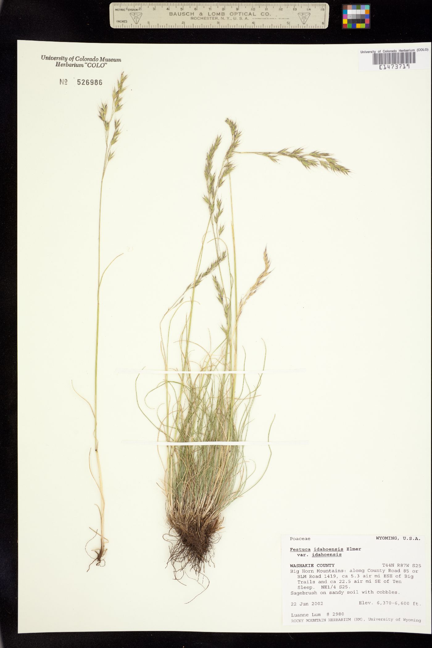 Festuca idahoensis image