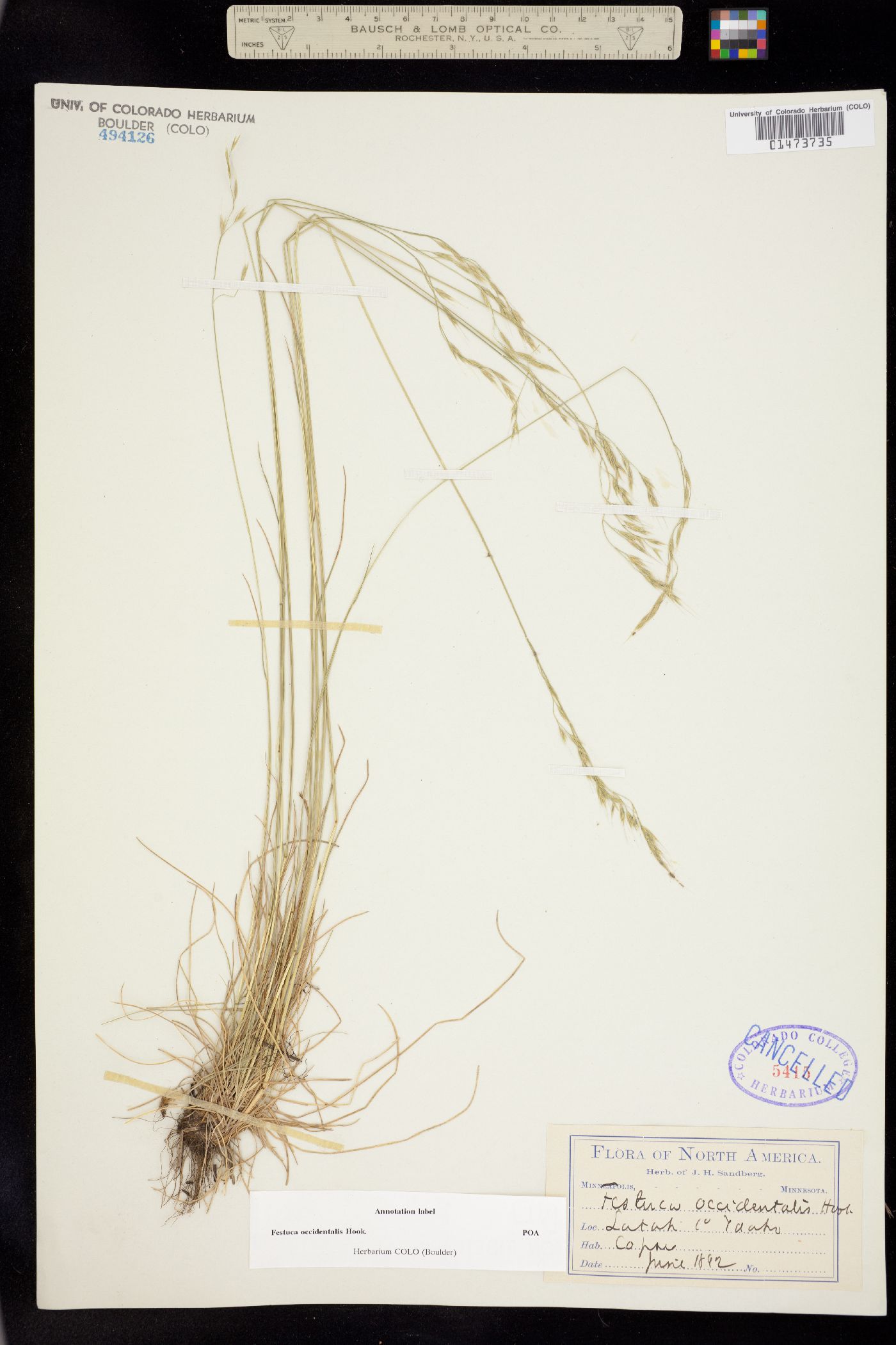 Festuca occidentalis image