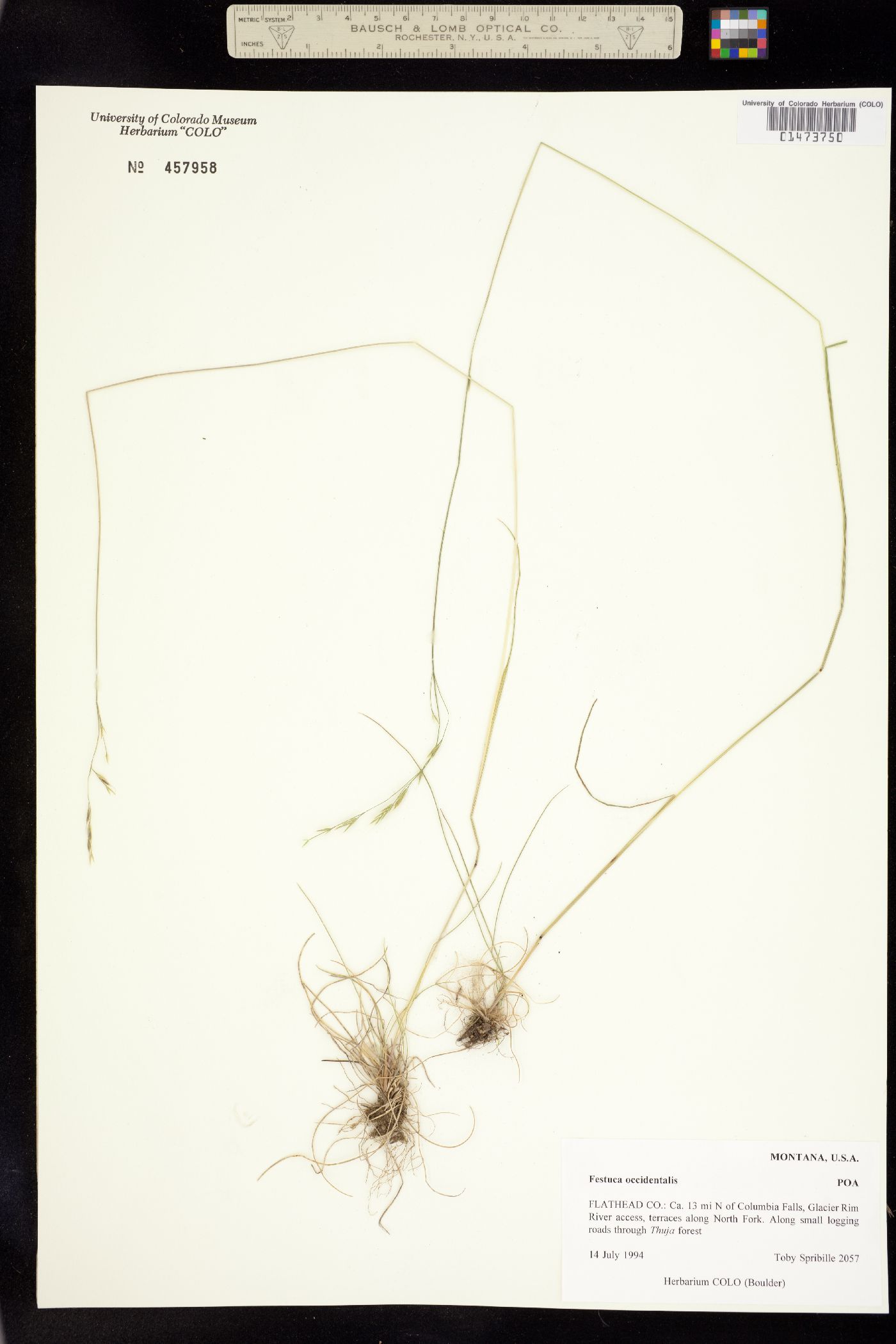 Festuca occidentalis image