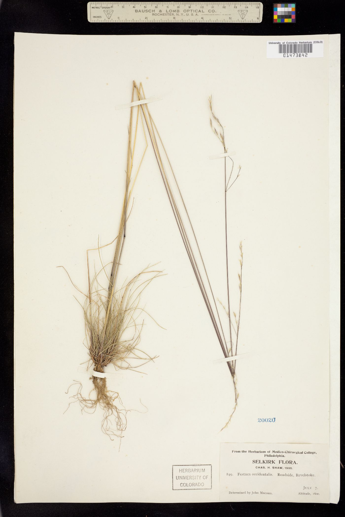 Festuca occidentalis image