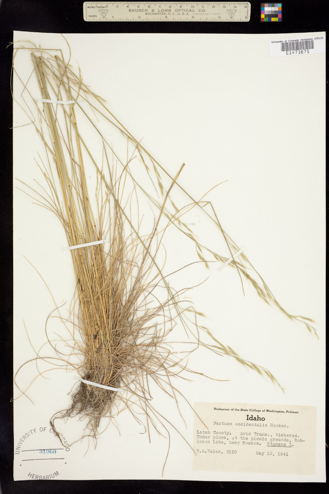 Festuca occidentalis image