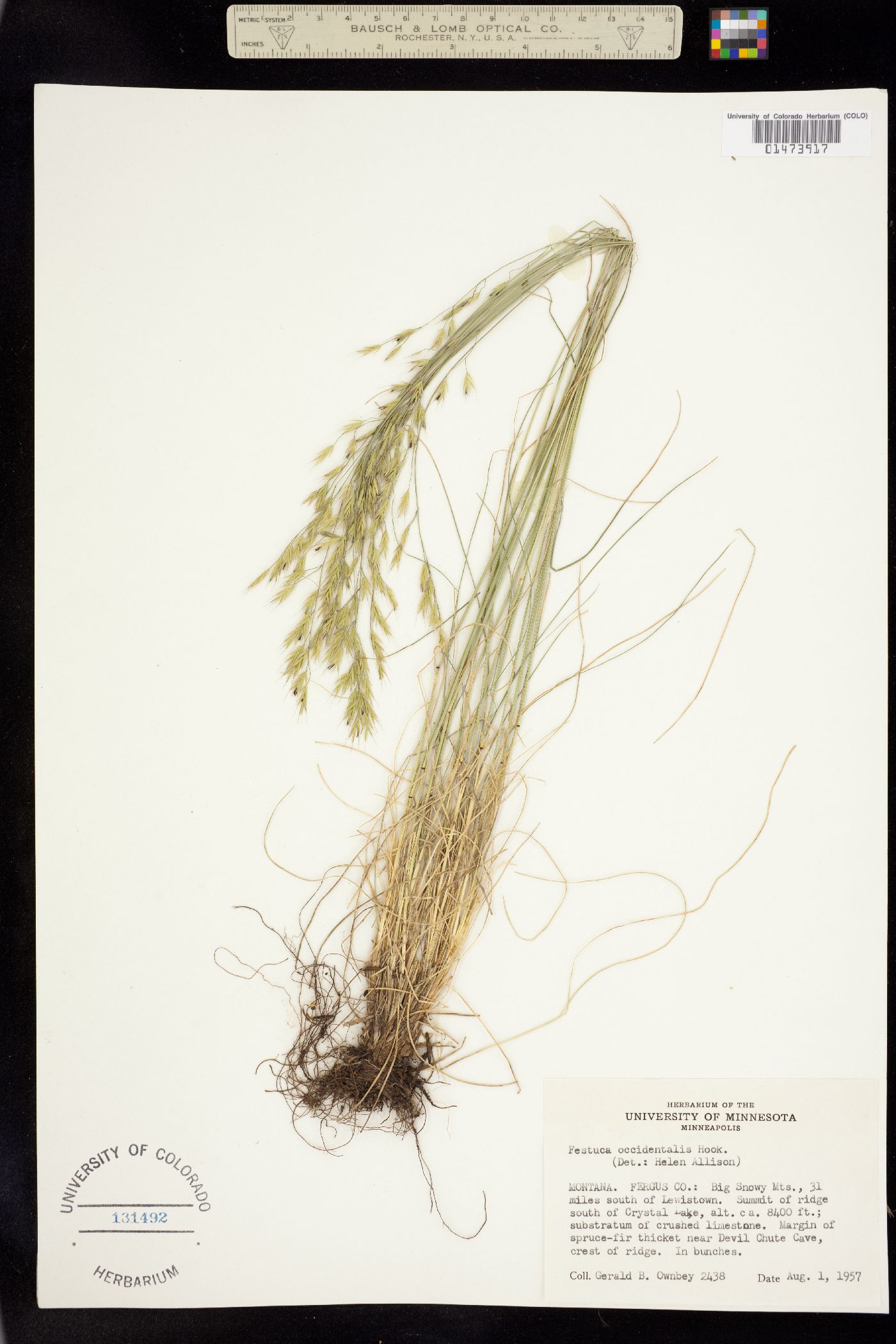 Festuca occidentalis image