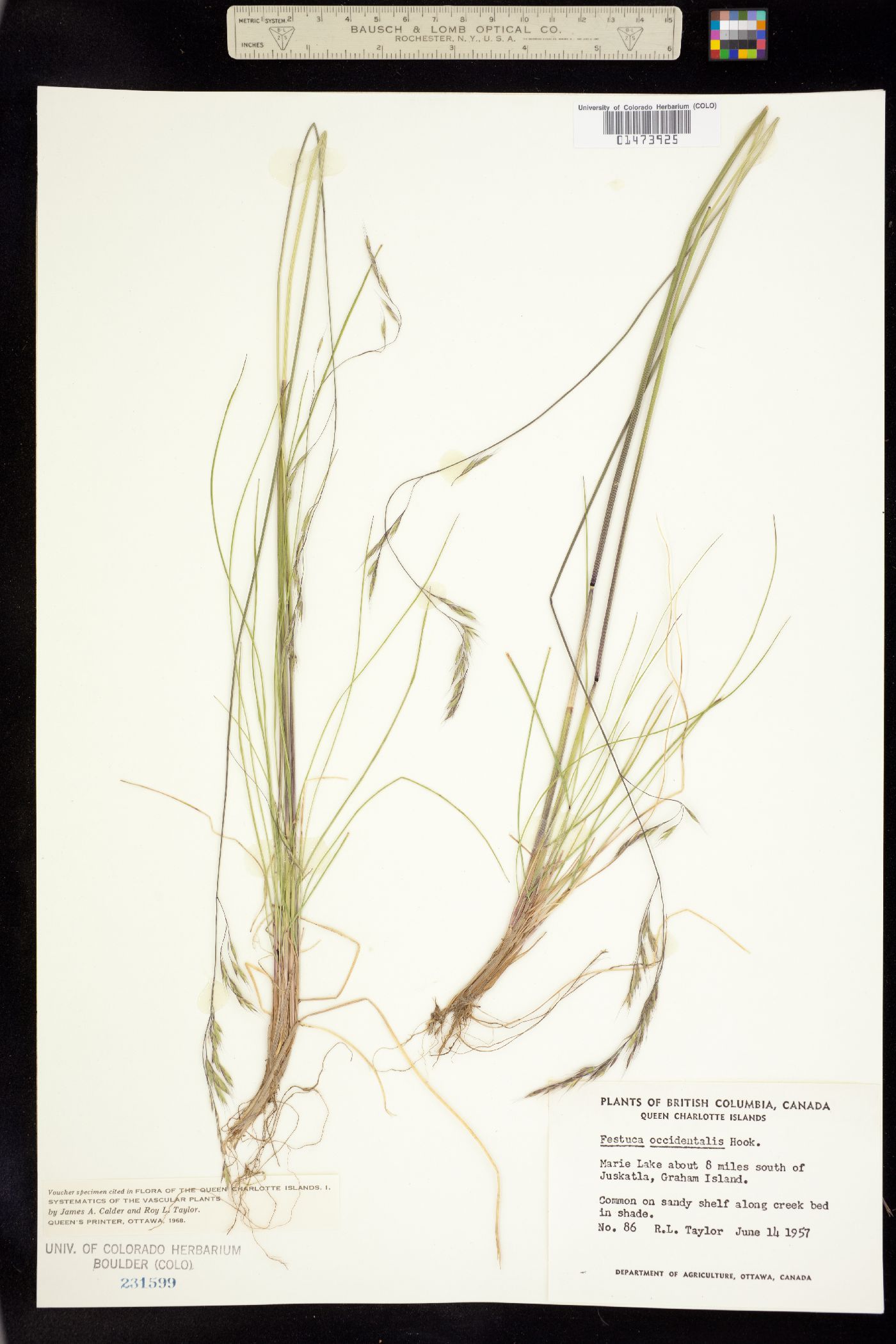 Festuca occidentalis image