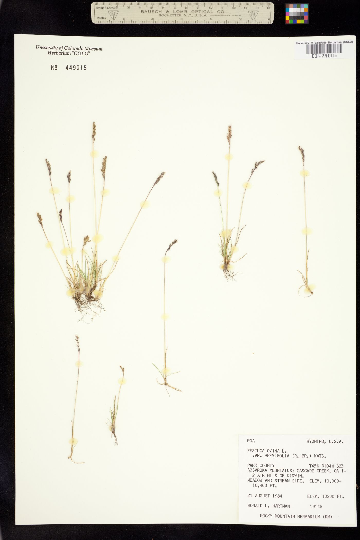 Festuca ovina image