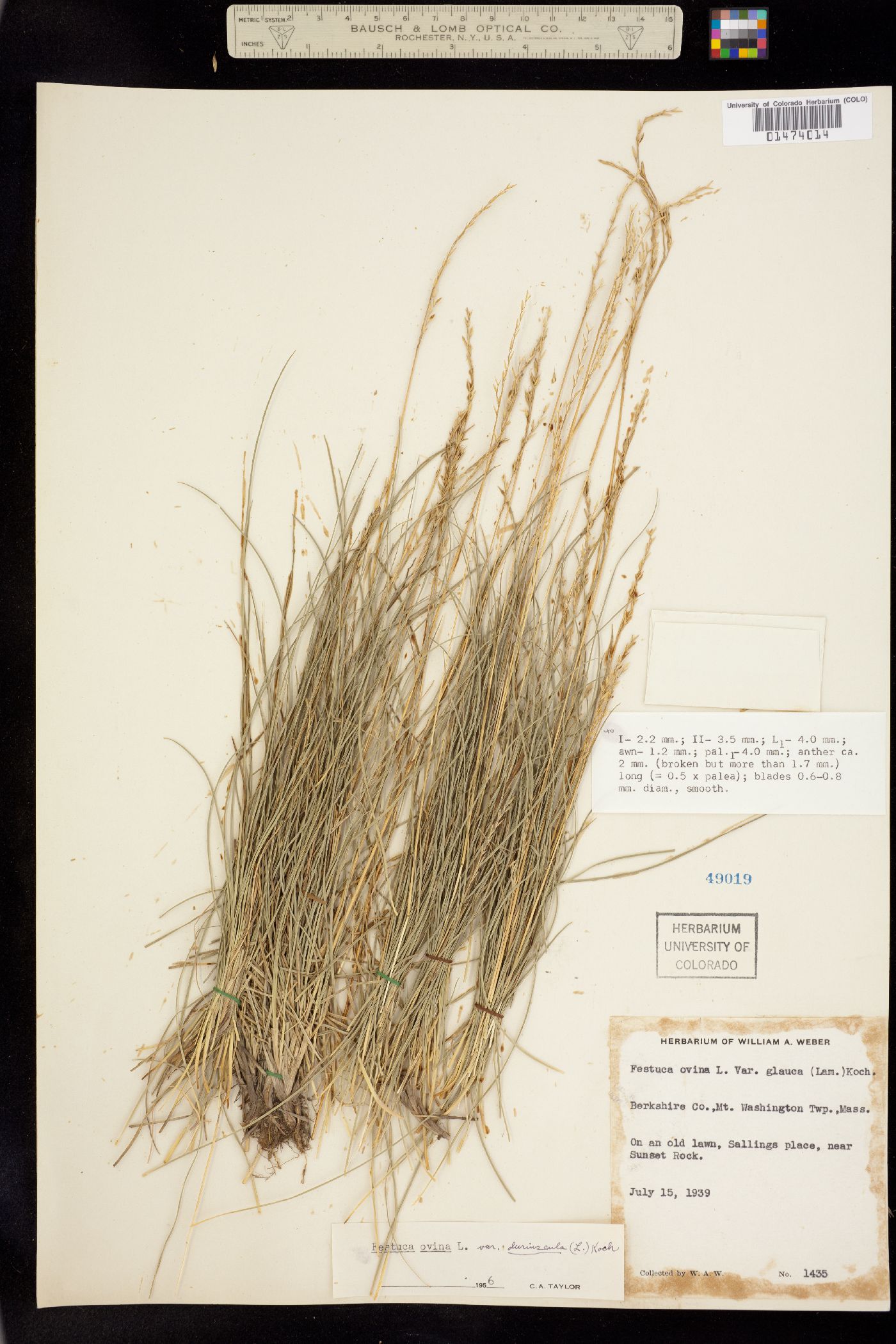 Festuca ovina image