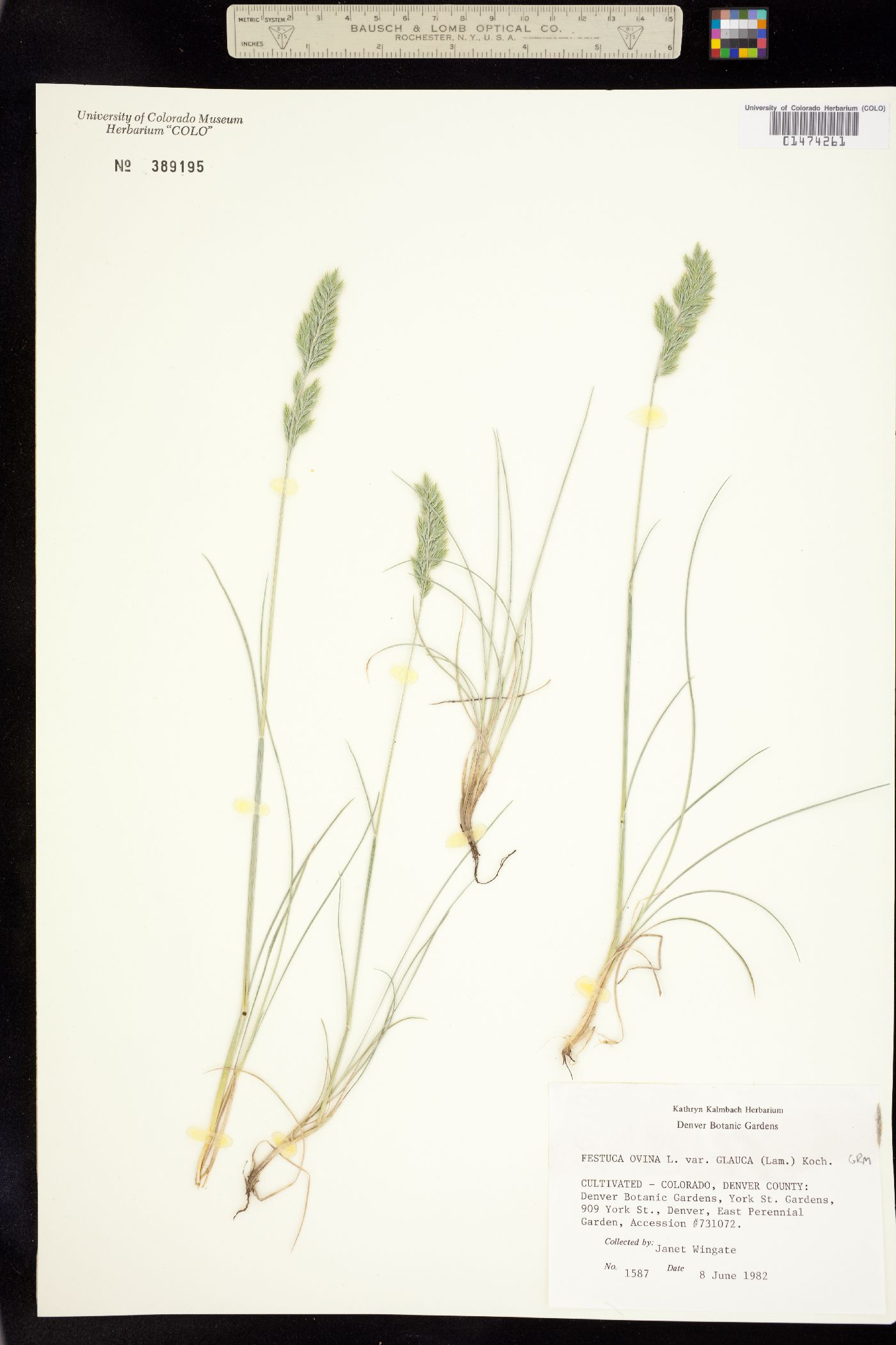 Festuca ovina image