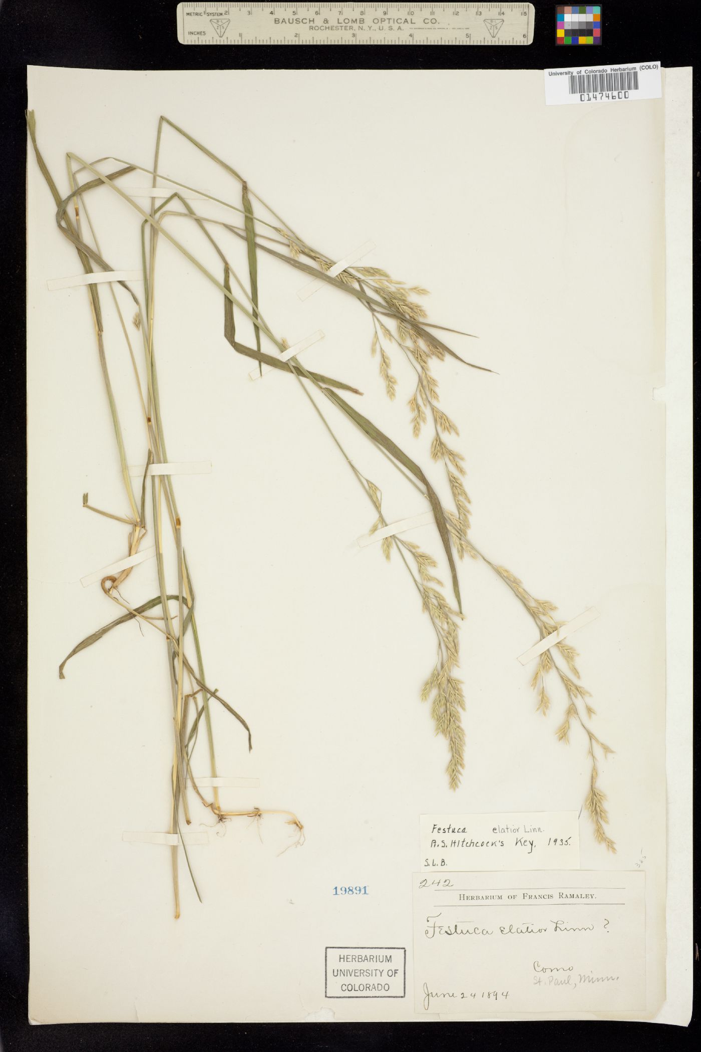 Festuca image