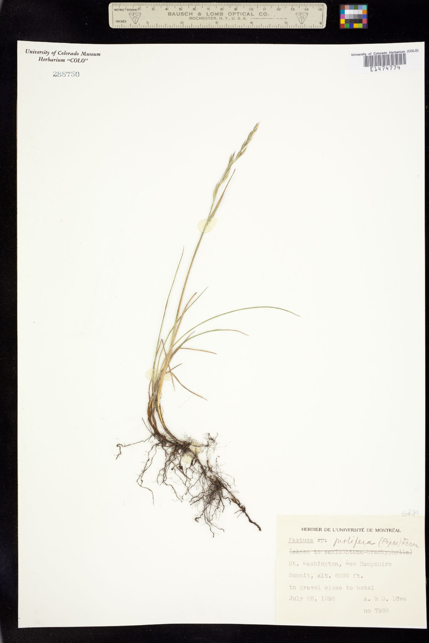 Festuca prolifera image