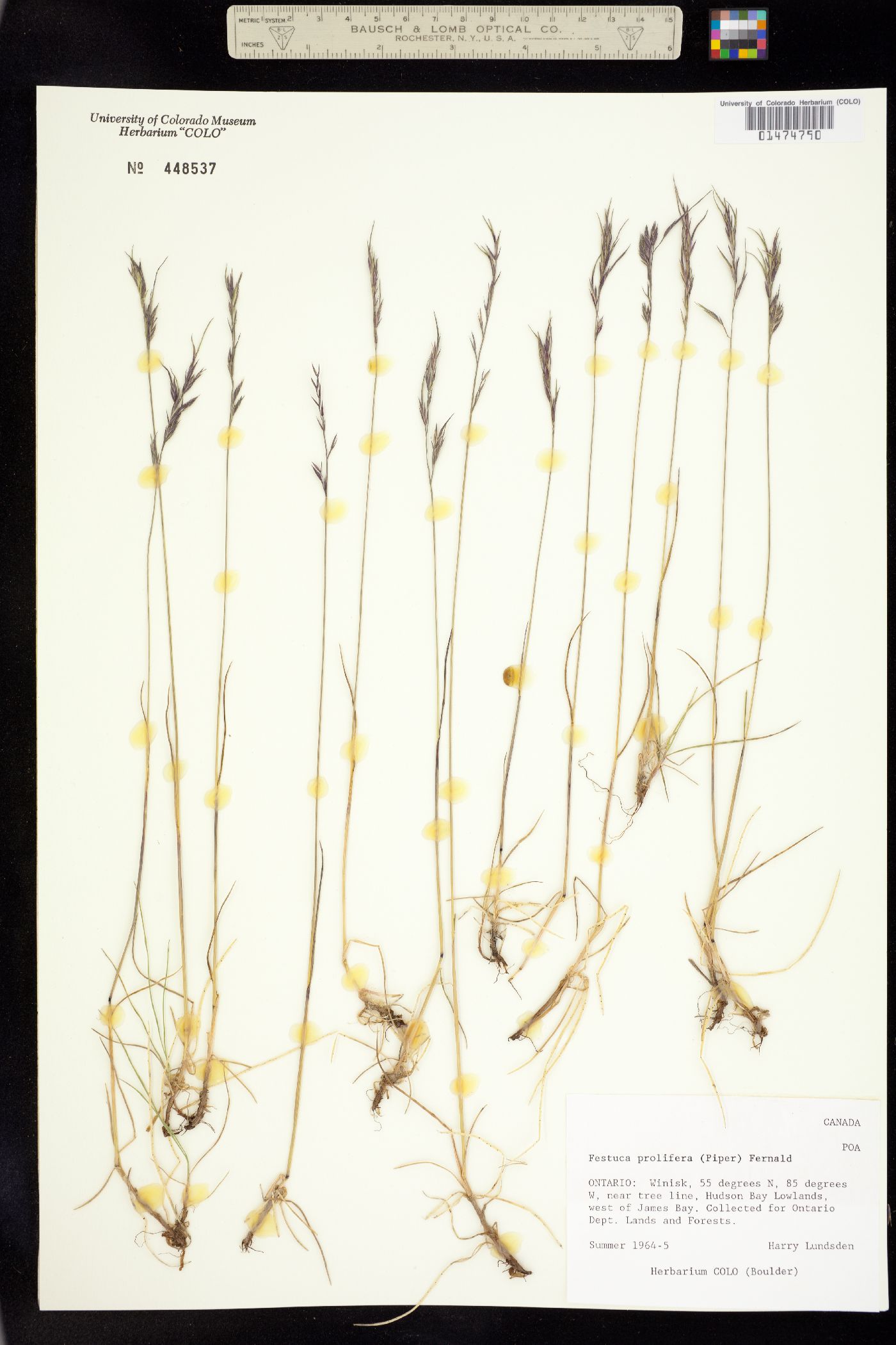 Festuca prolifera image