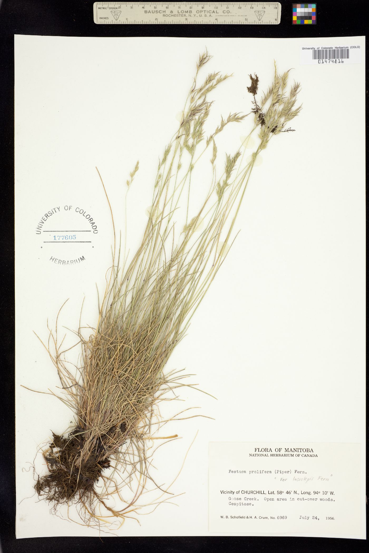 Festuca prolifera image