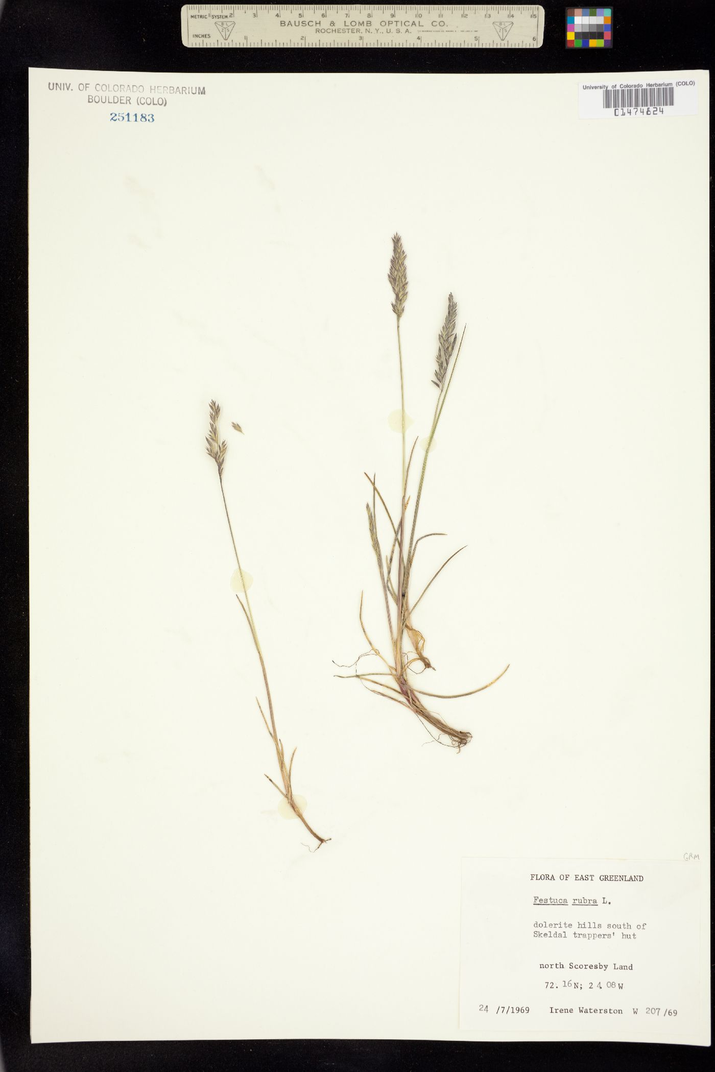 Festuca rubra ssp. arctica image