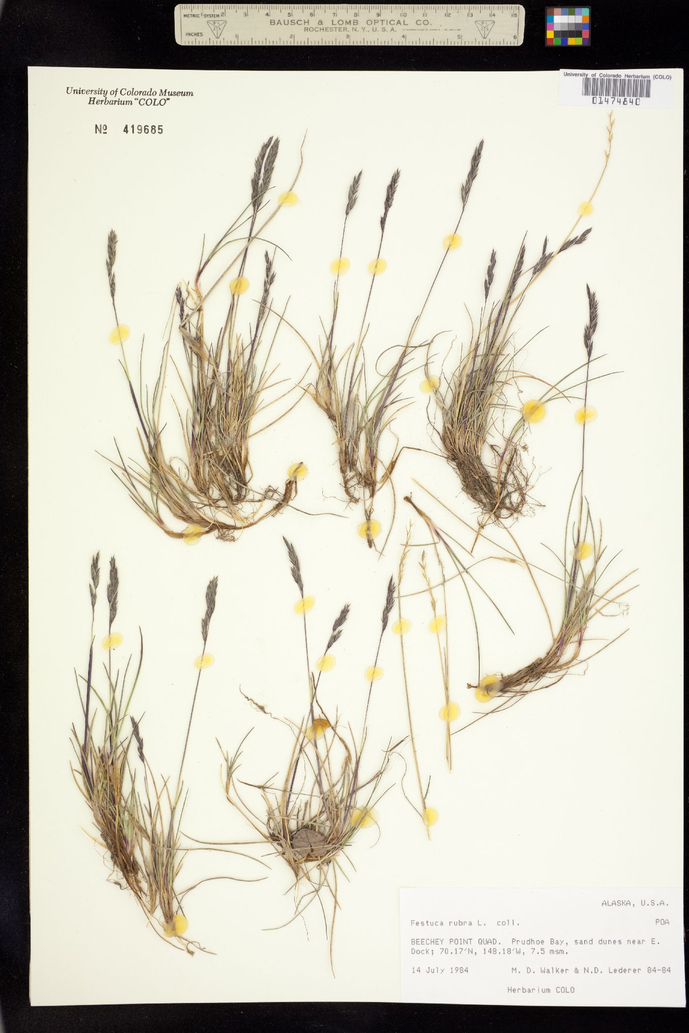 Festuca rubra ssp. arctica image