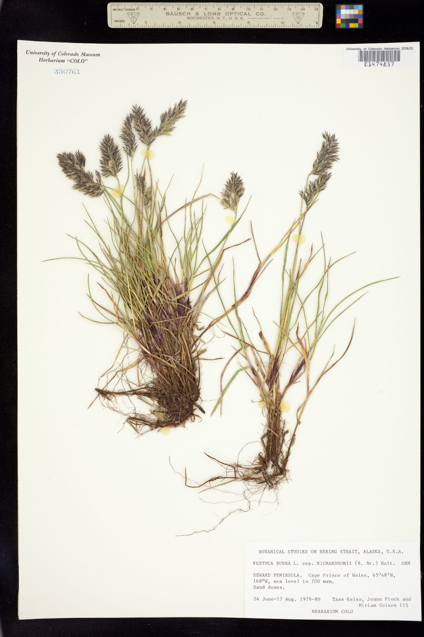 Festuca rubra ssp. arctica image