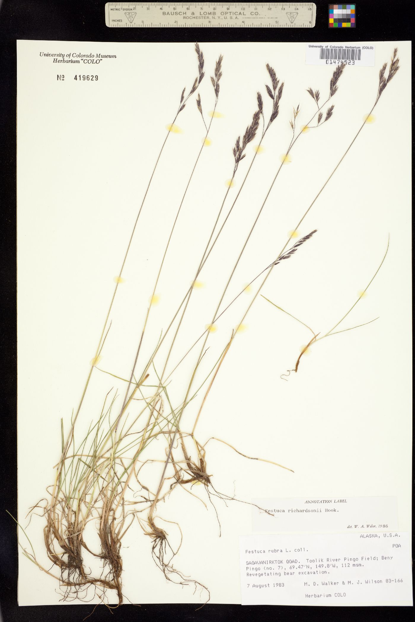 Festuca rubra image