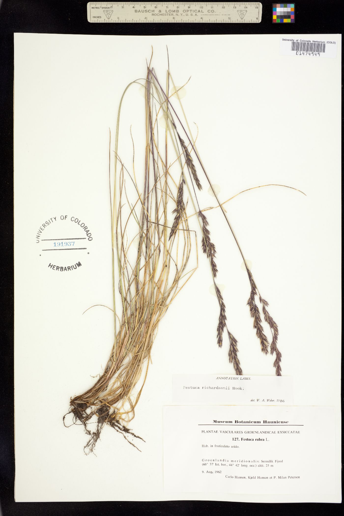 Festuca rubra ssp. arctica image