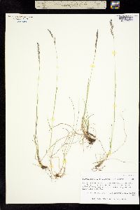 Festuca rubra ssp. arctica image