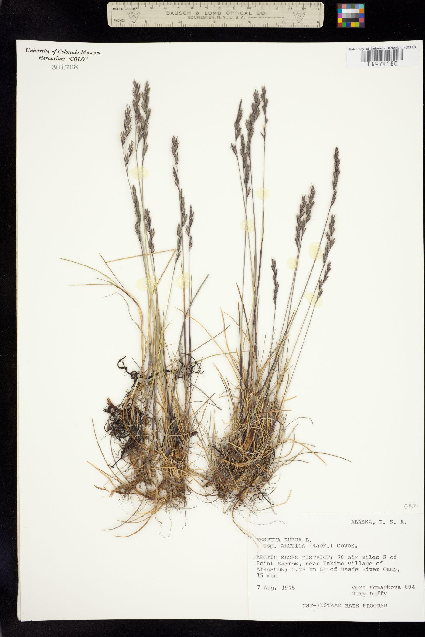 Festuca rubra ssp. arctica image