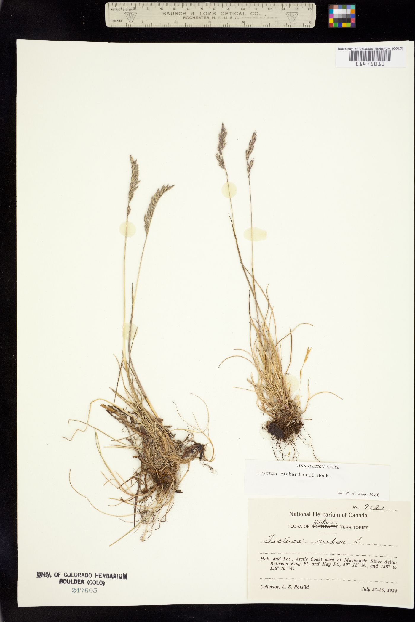 Festuca richardsonii image