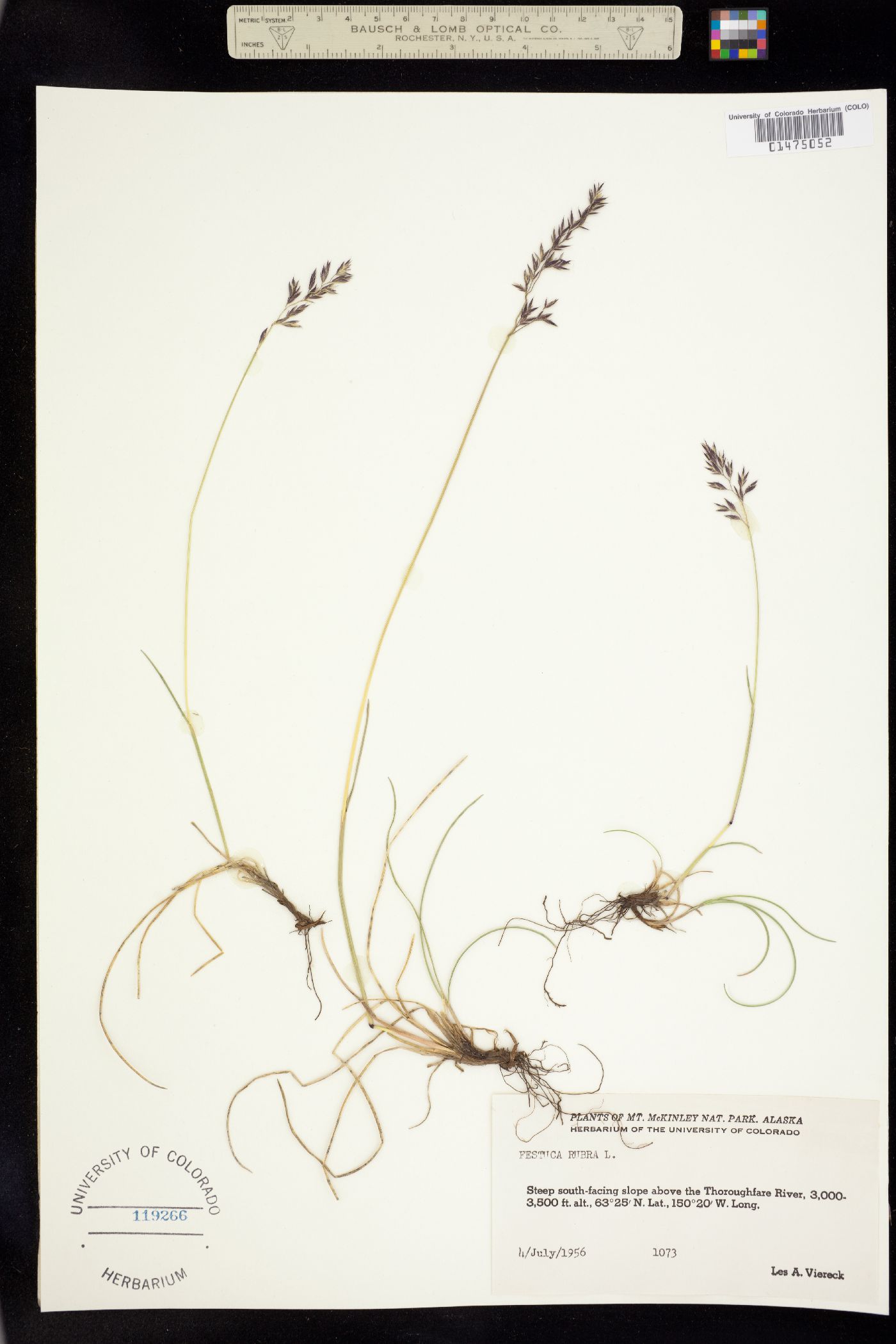 Festuca rubra image