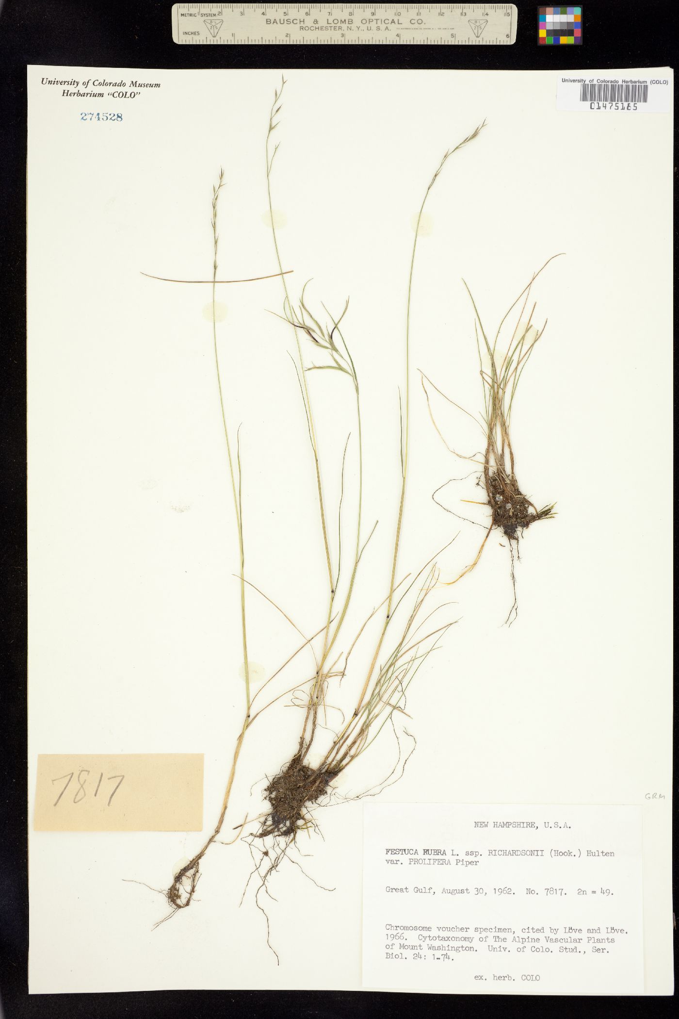 Festuca rubra image
