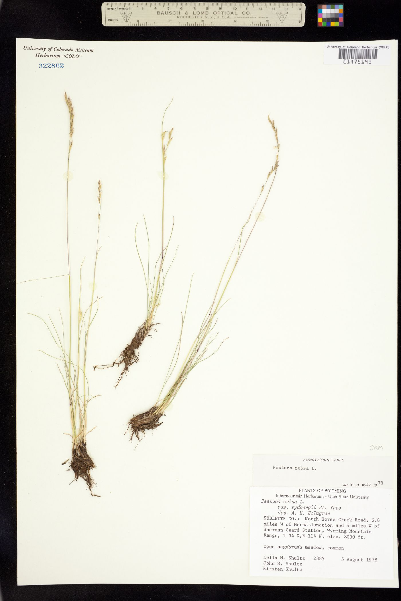 Festuca rubra image