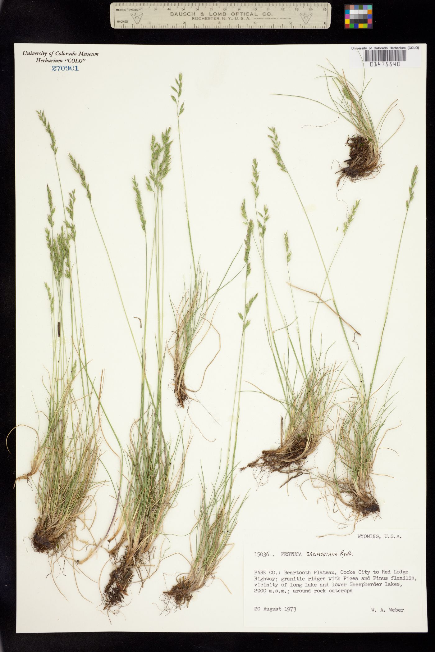 Festuca image