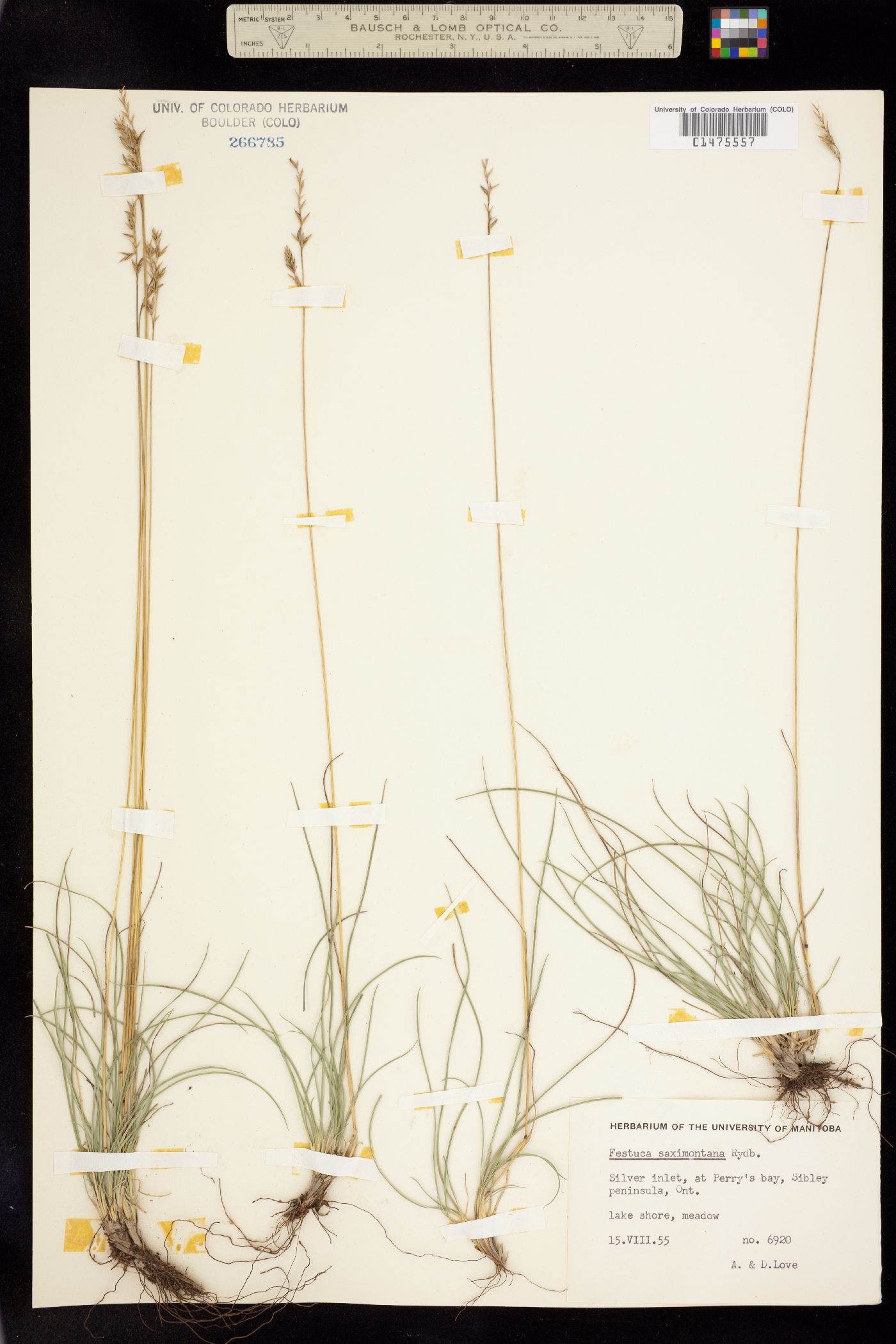 Festuca saximontana image