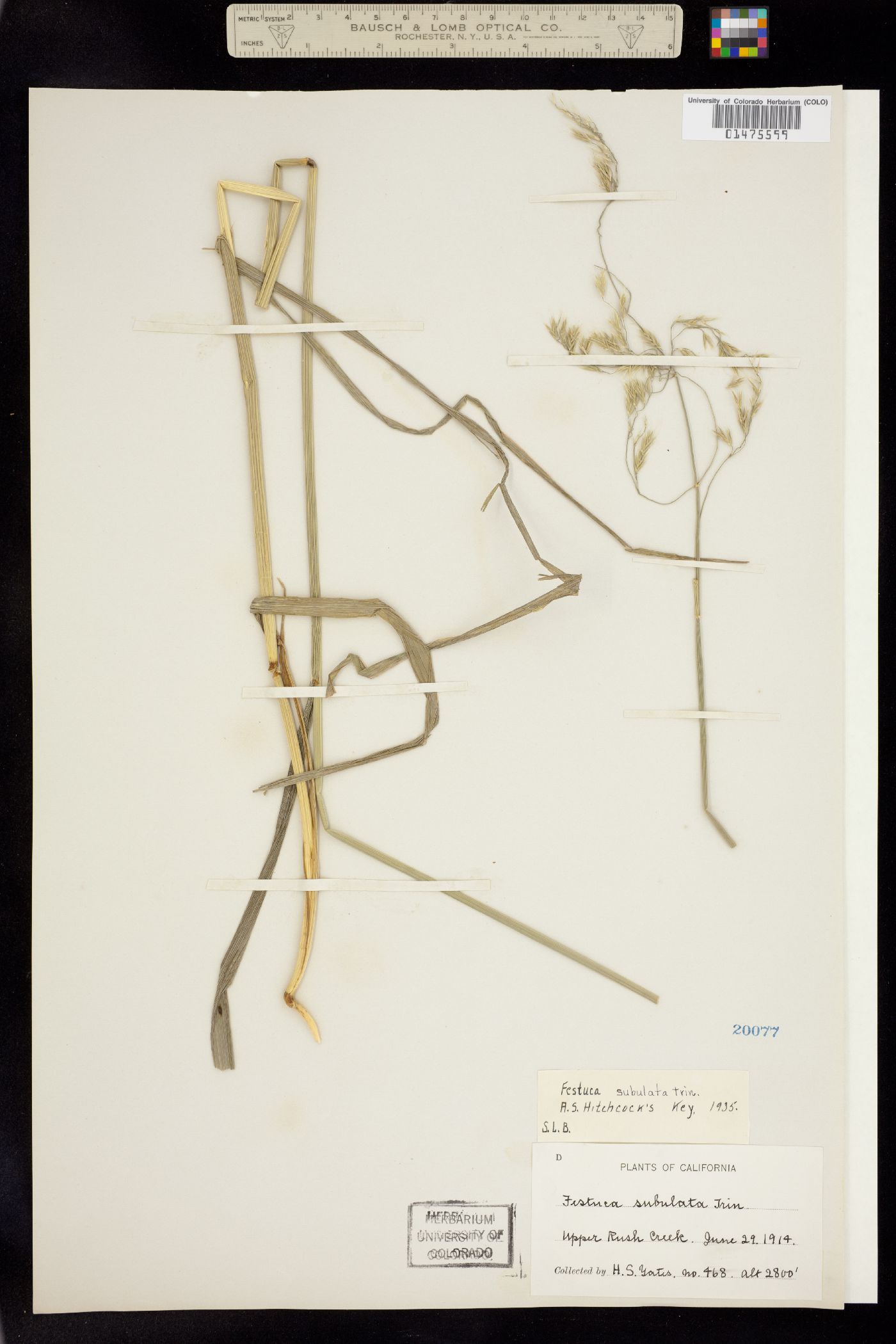 Festuca subulata image
