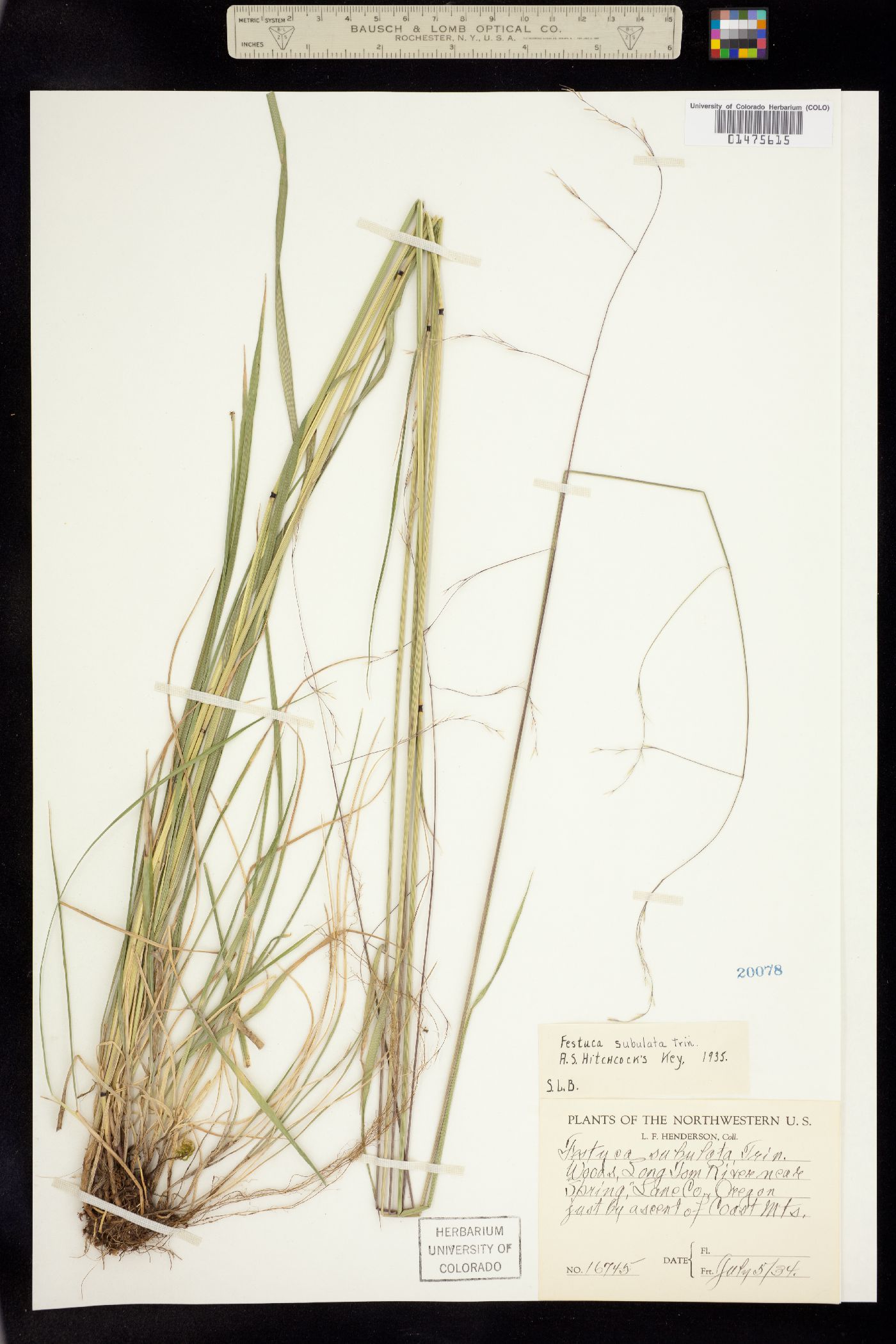 Festuca subulata image