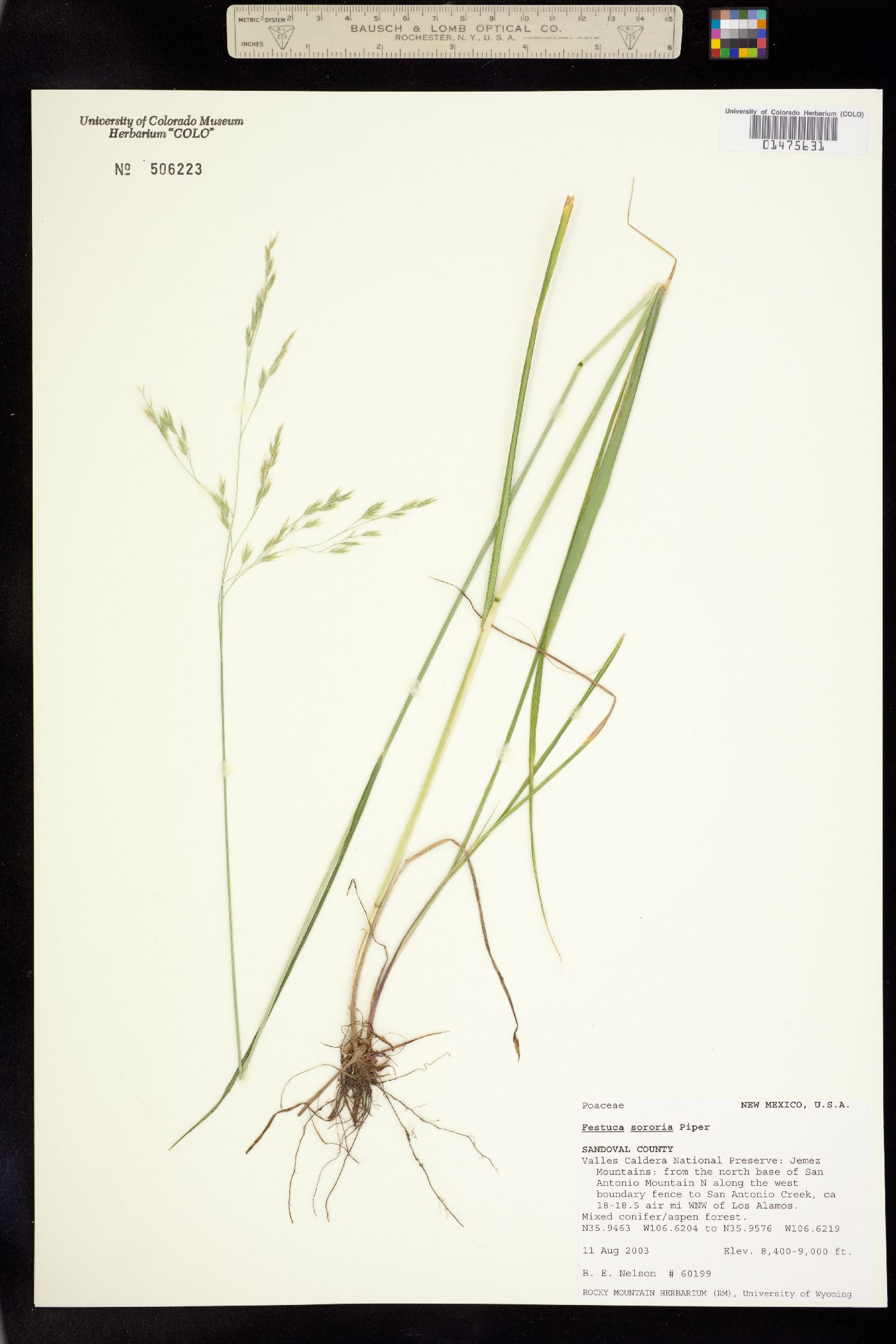 Festuca sororia image