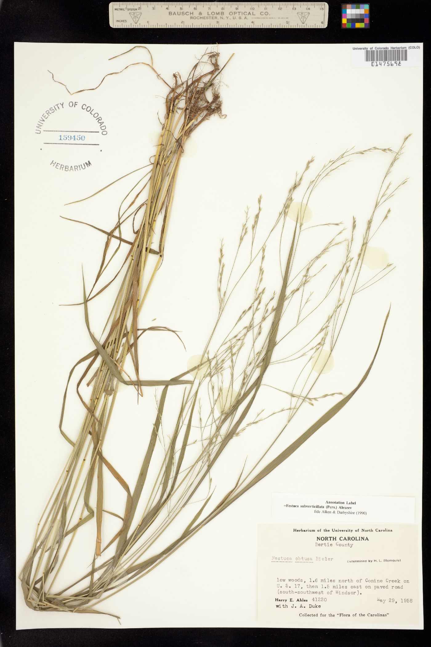 Festuca subverticillata image