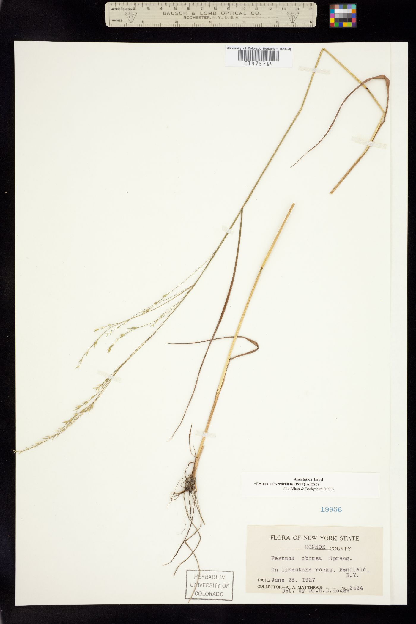 Festuca subverticillata image
