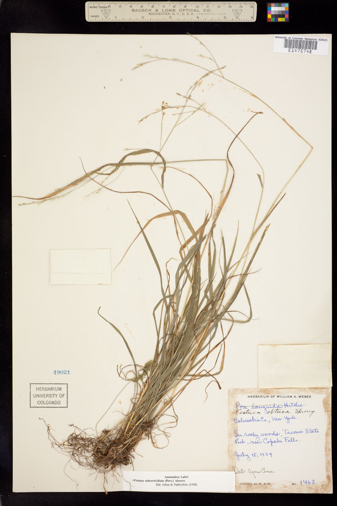 Festuca subverticillata image