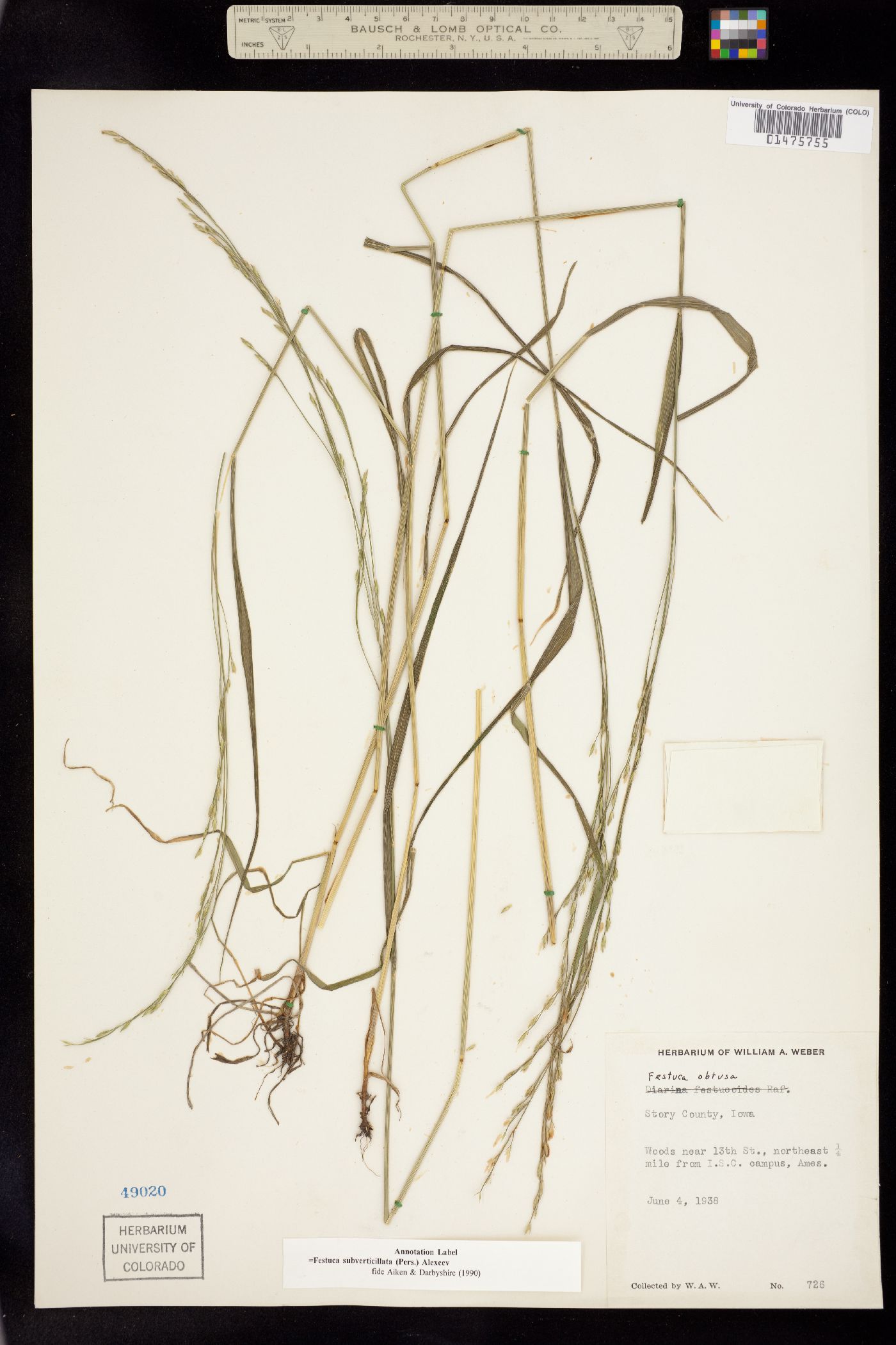 Festuca subverticillata image