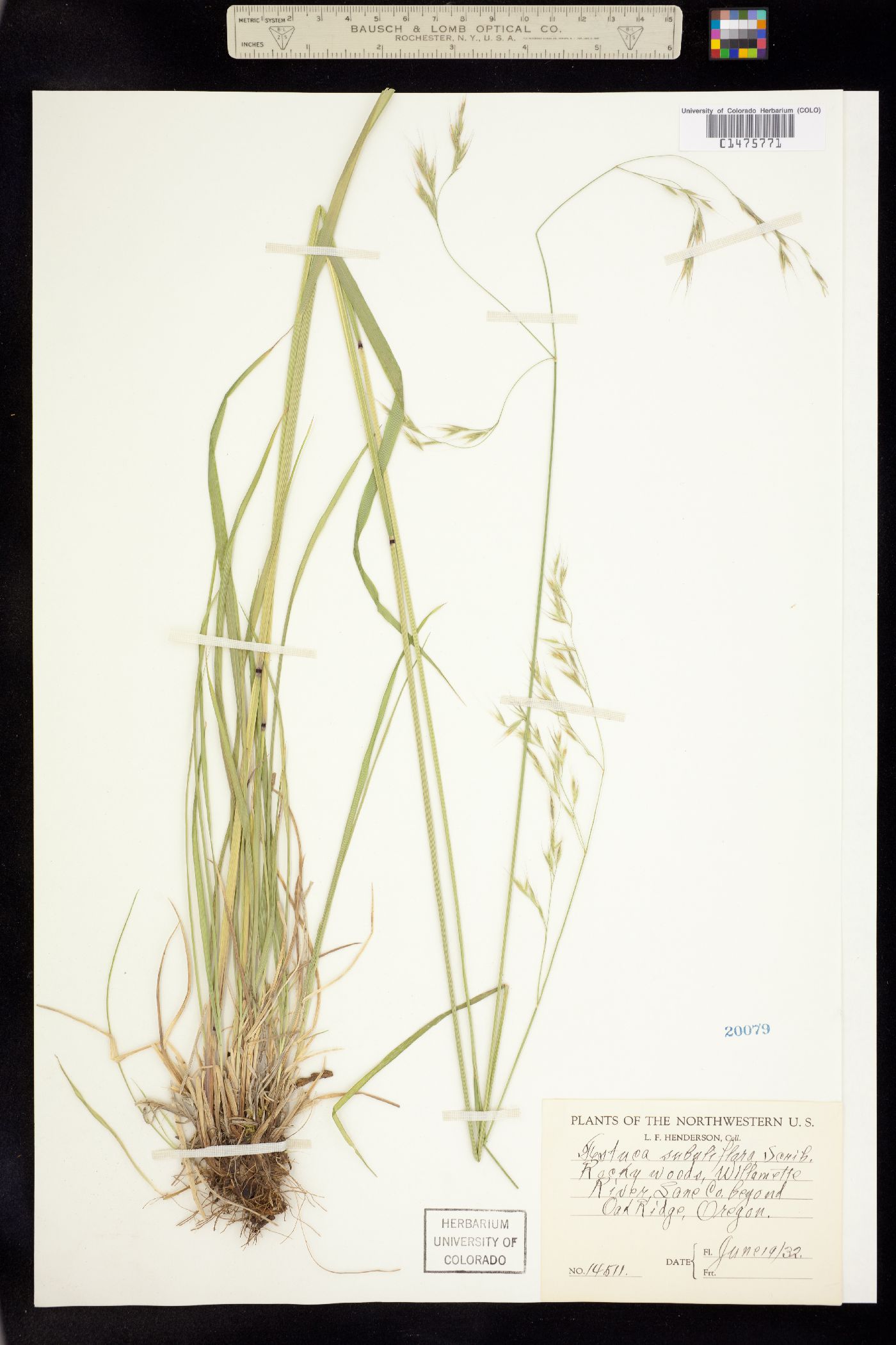 Festuca subuliflora image