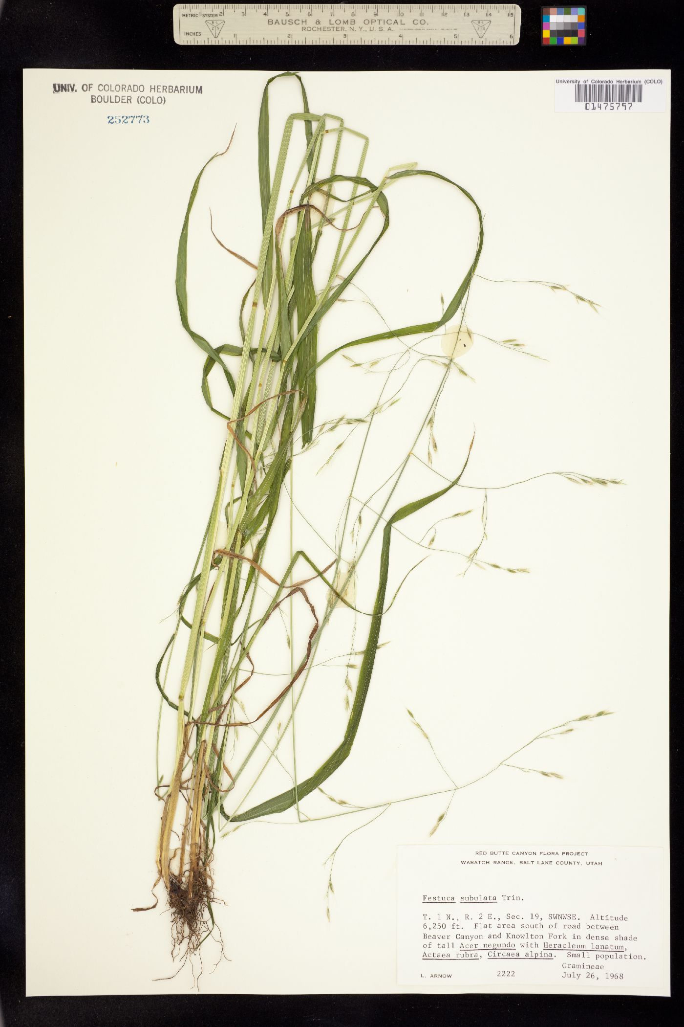 Festuca subulata image