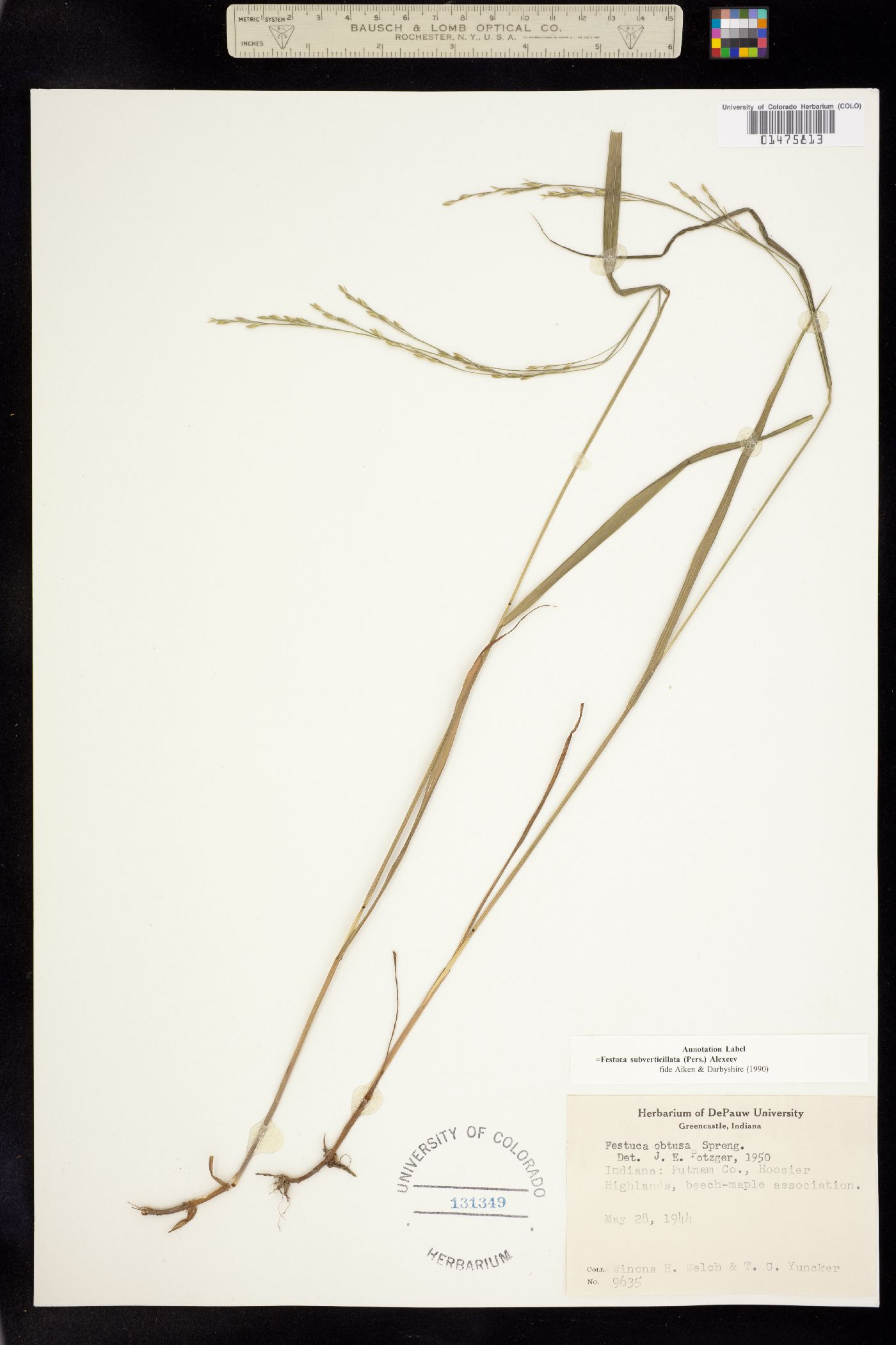 Festuca subverticillata image
