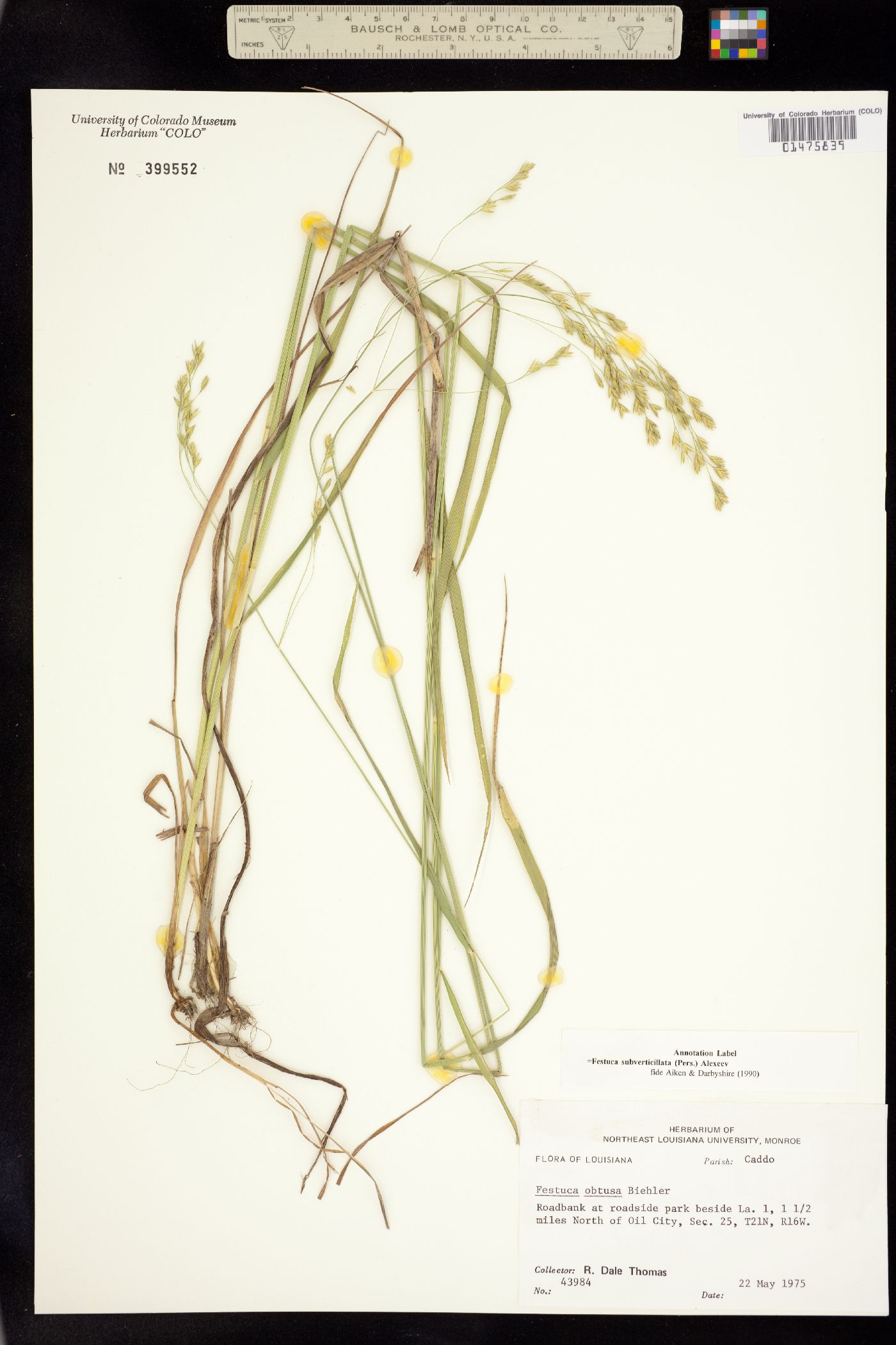 Festuca subverticillata image