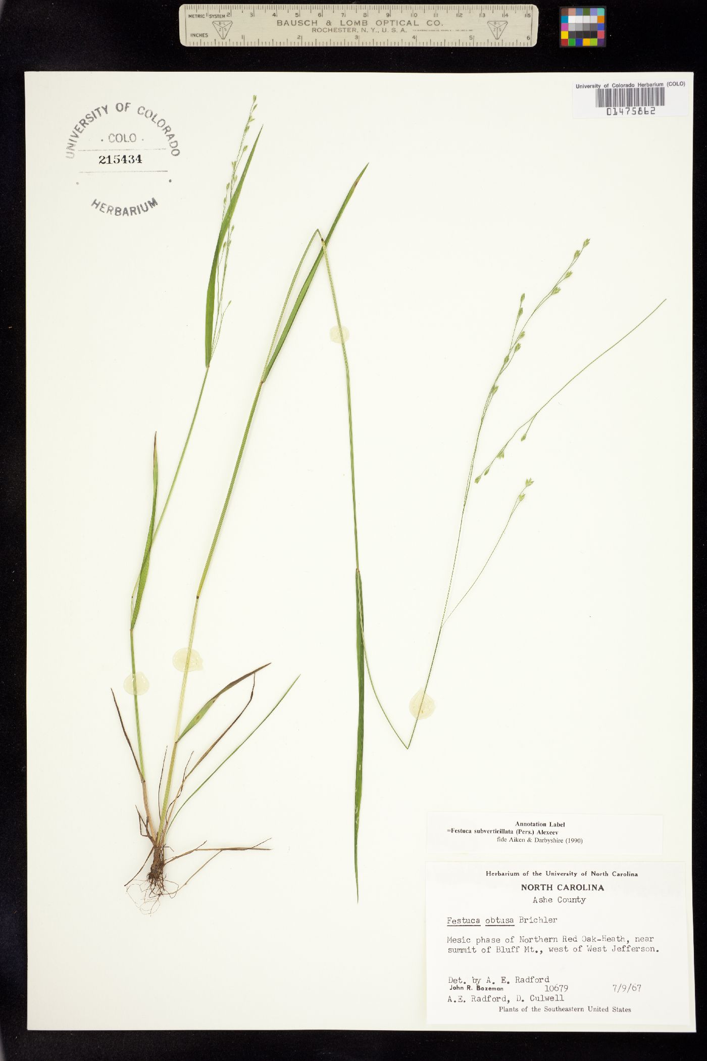 Festuca subverticillata image