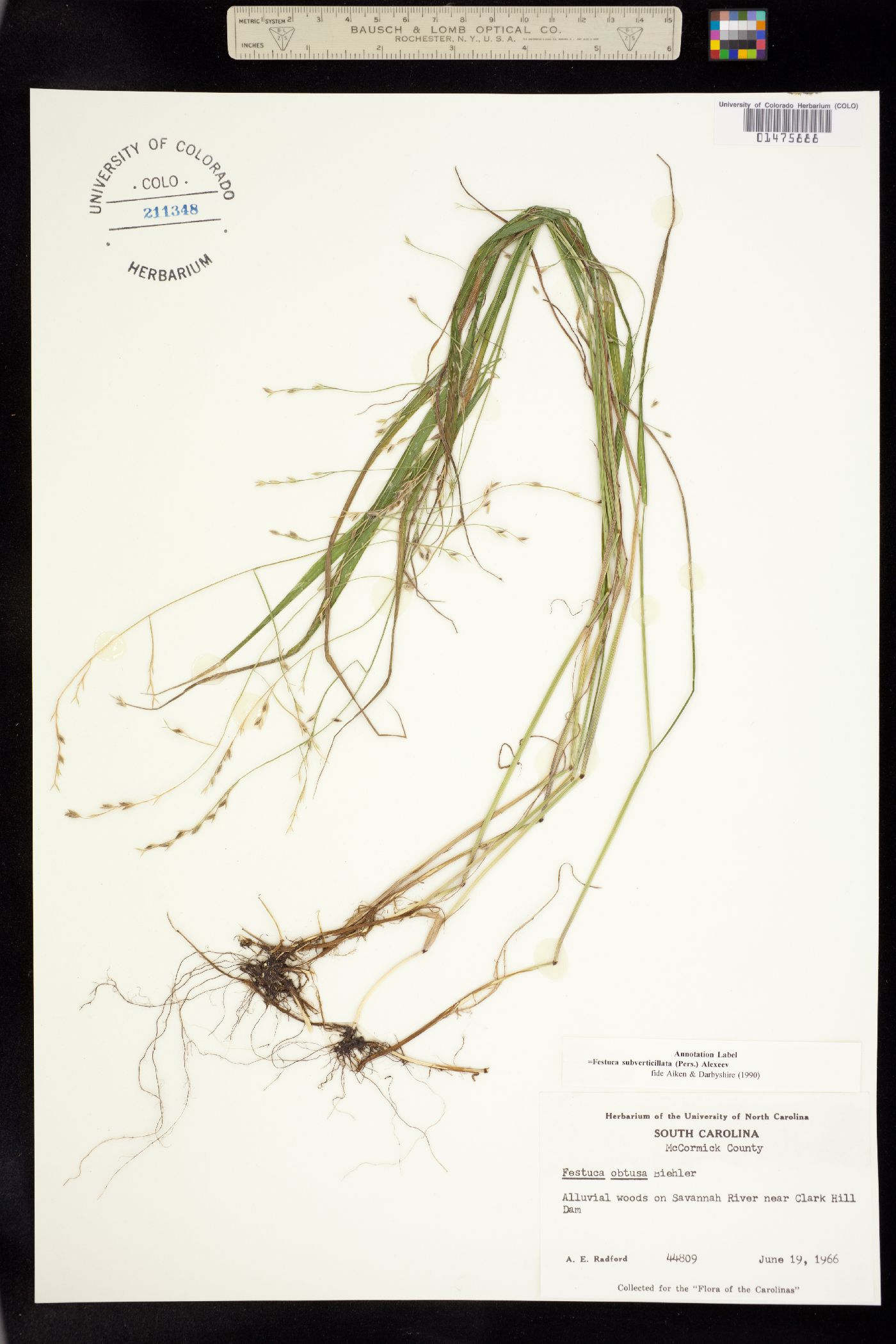 Festuca subverticillata image