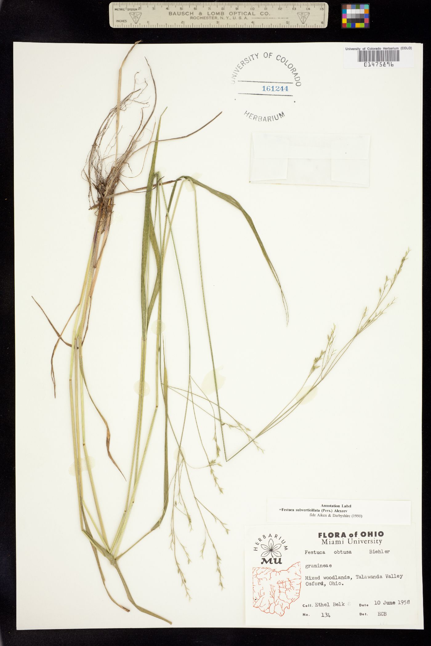 Festuca subverticillata image