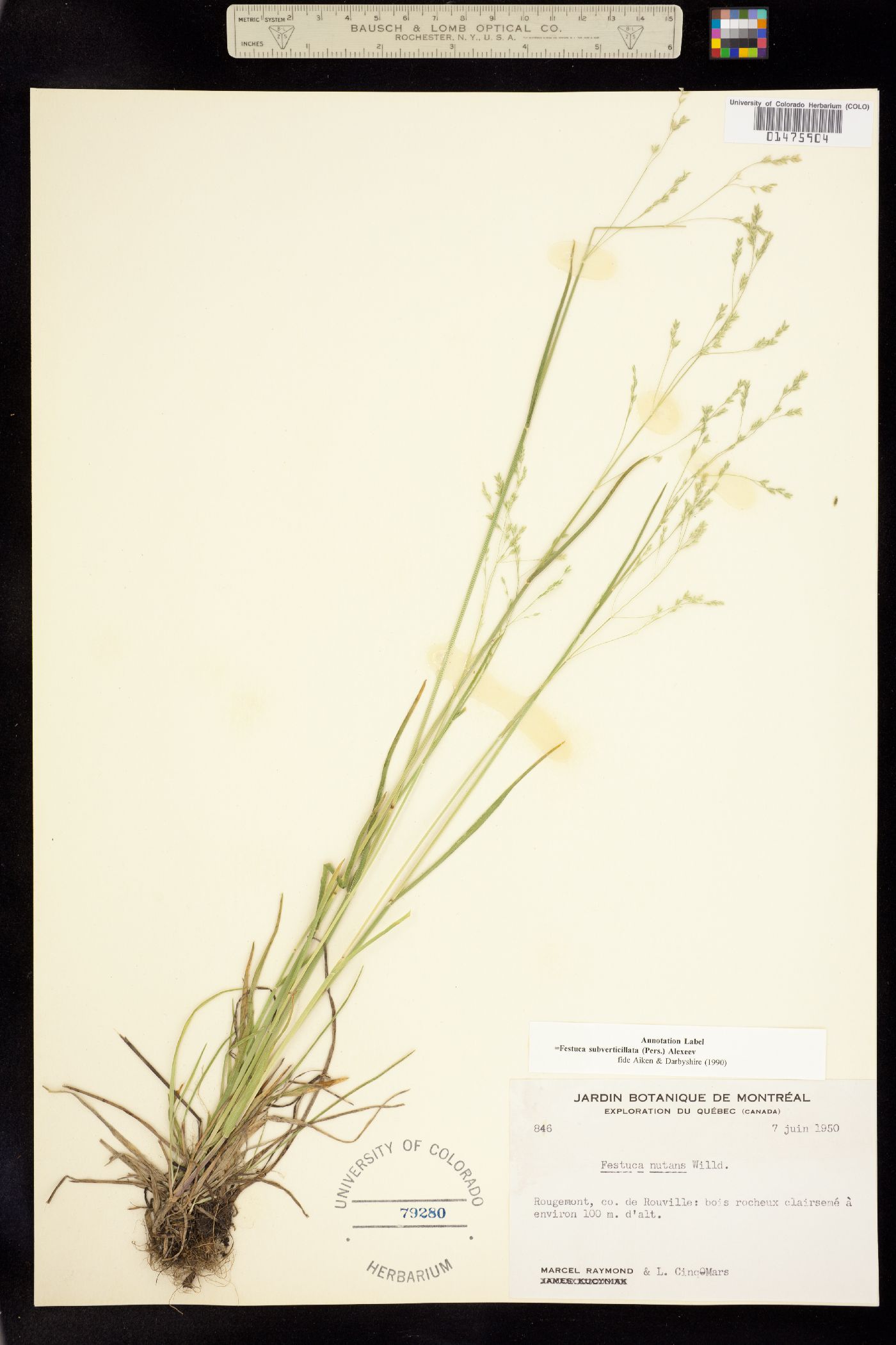 Festuca subverticillata image