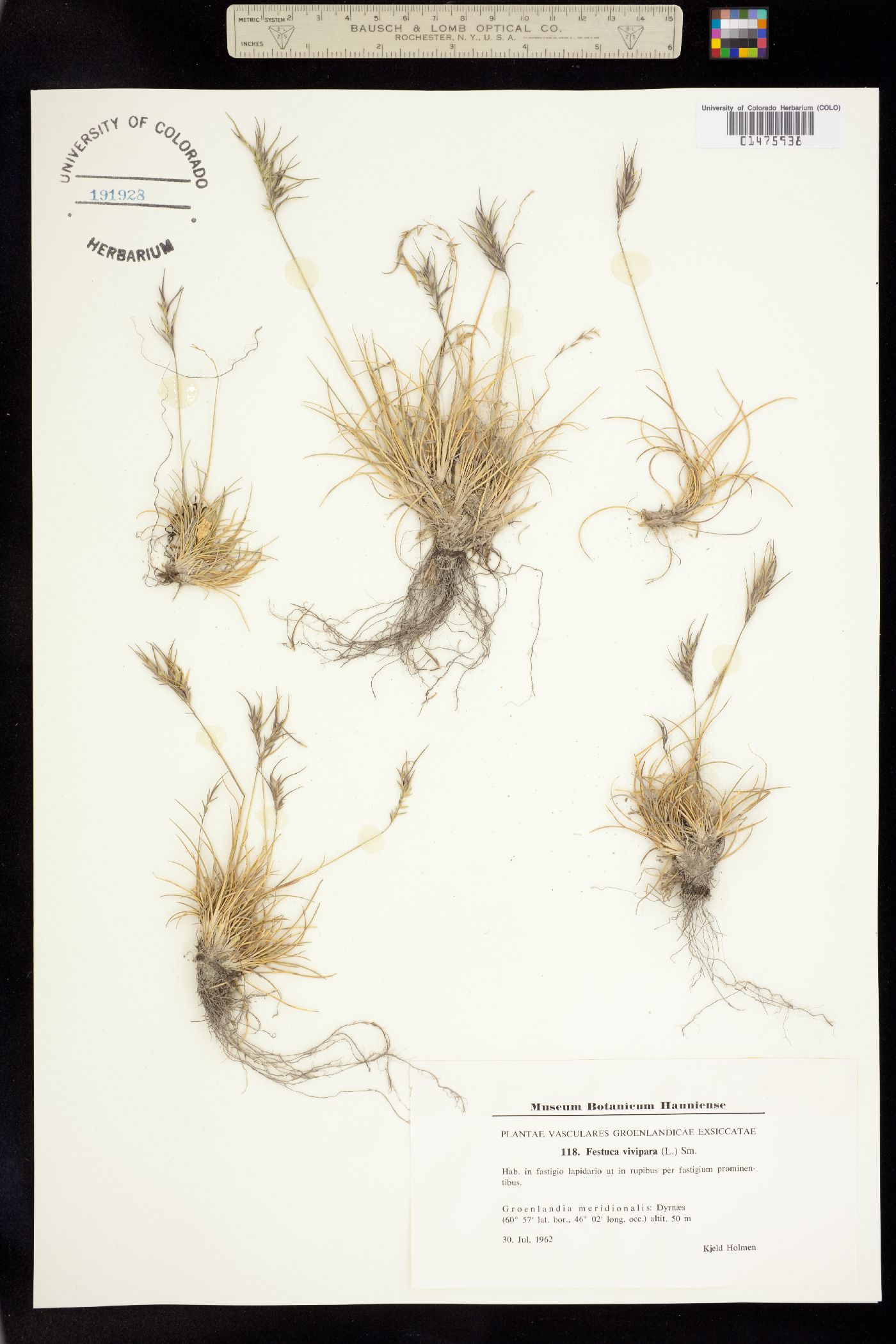 Festuca vivipara image