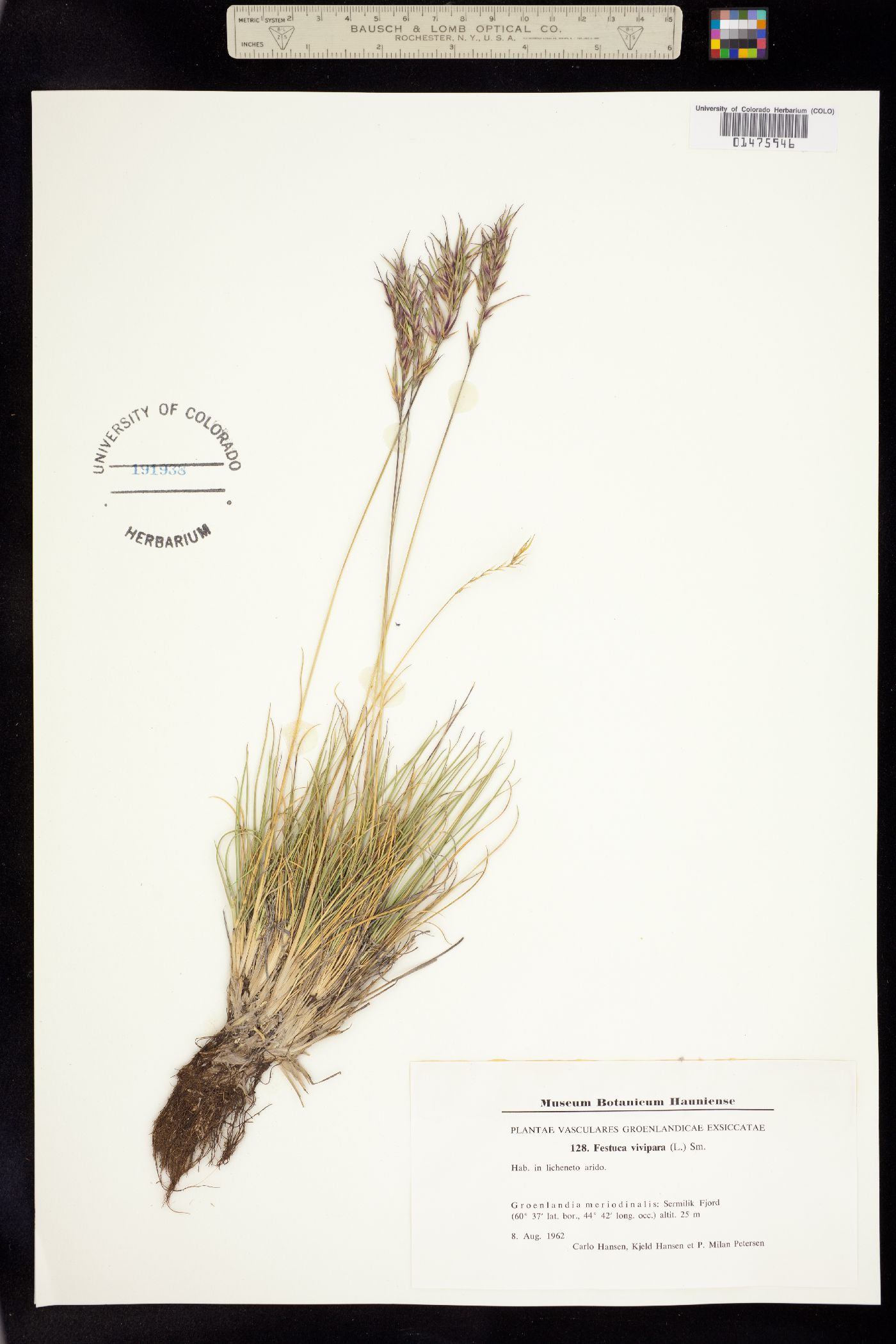 Festuca vivipara image