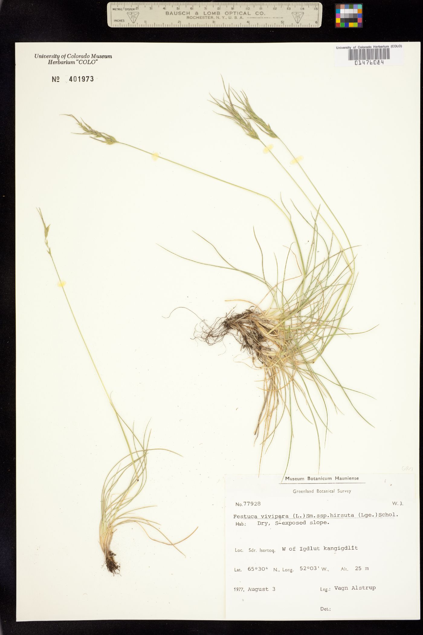 Festuca vivipara image