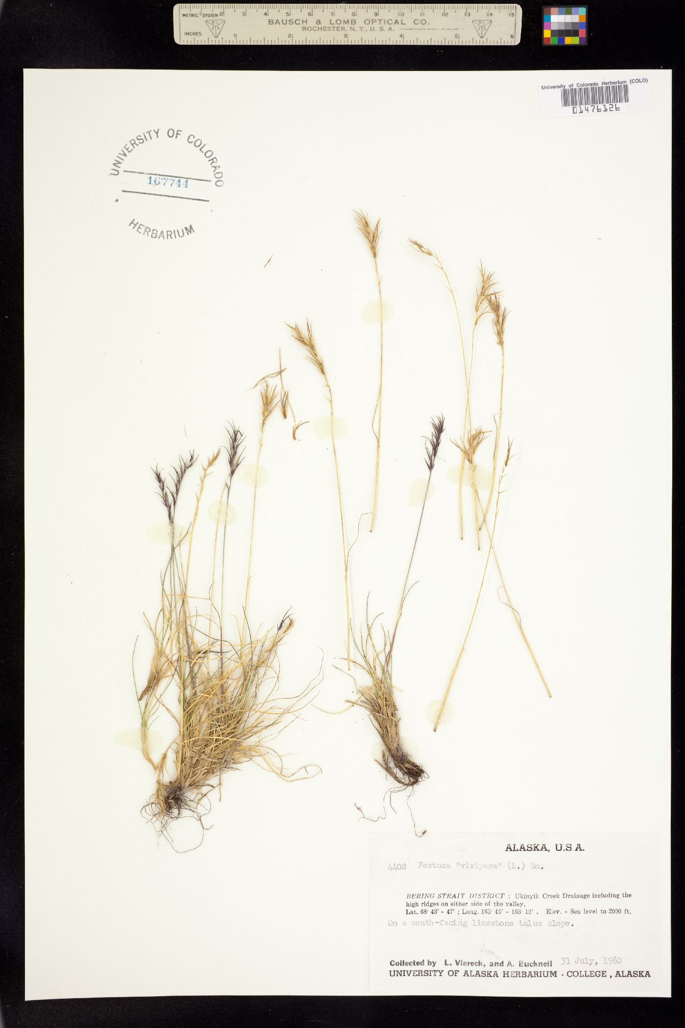 Festuca vivipara image