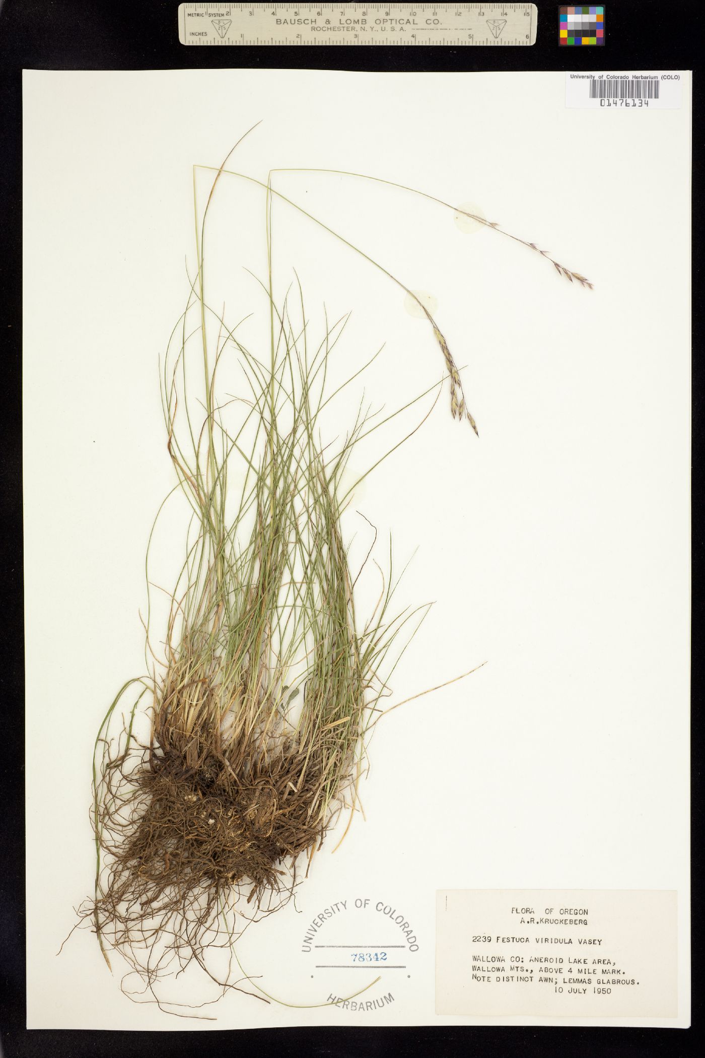 Festuca viridula image